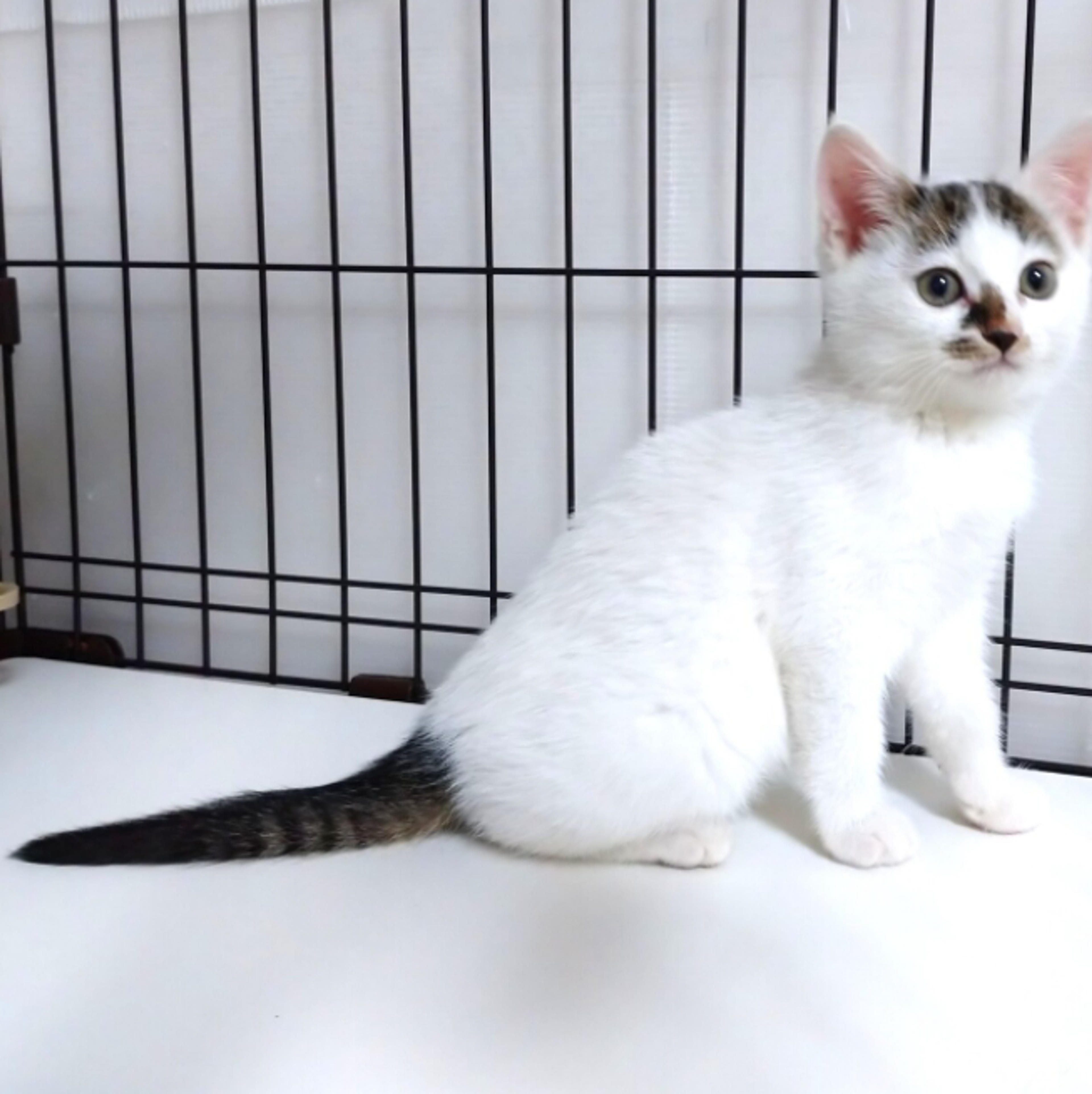 pet-image-6