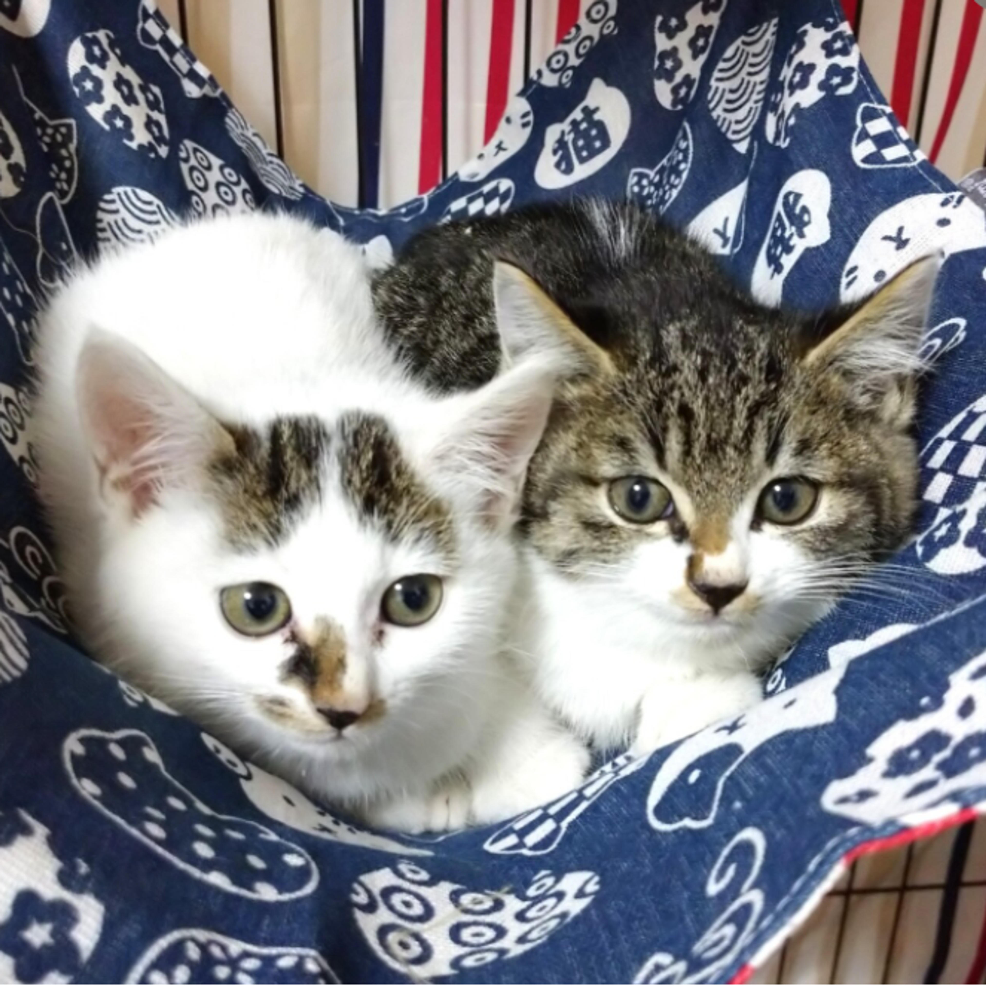 pet-image-7