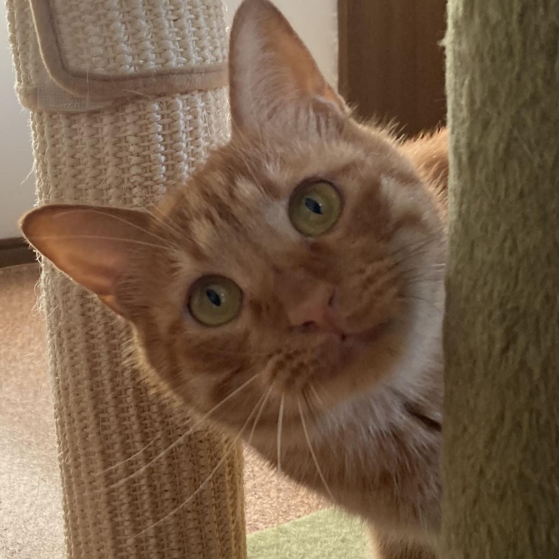 pet-image-2
