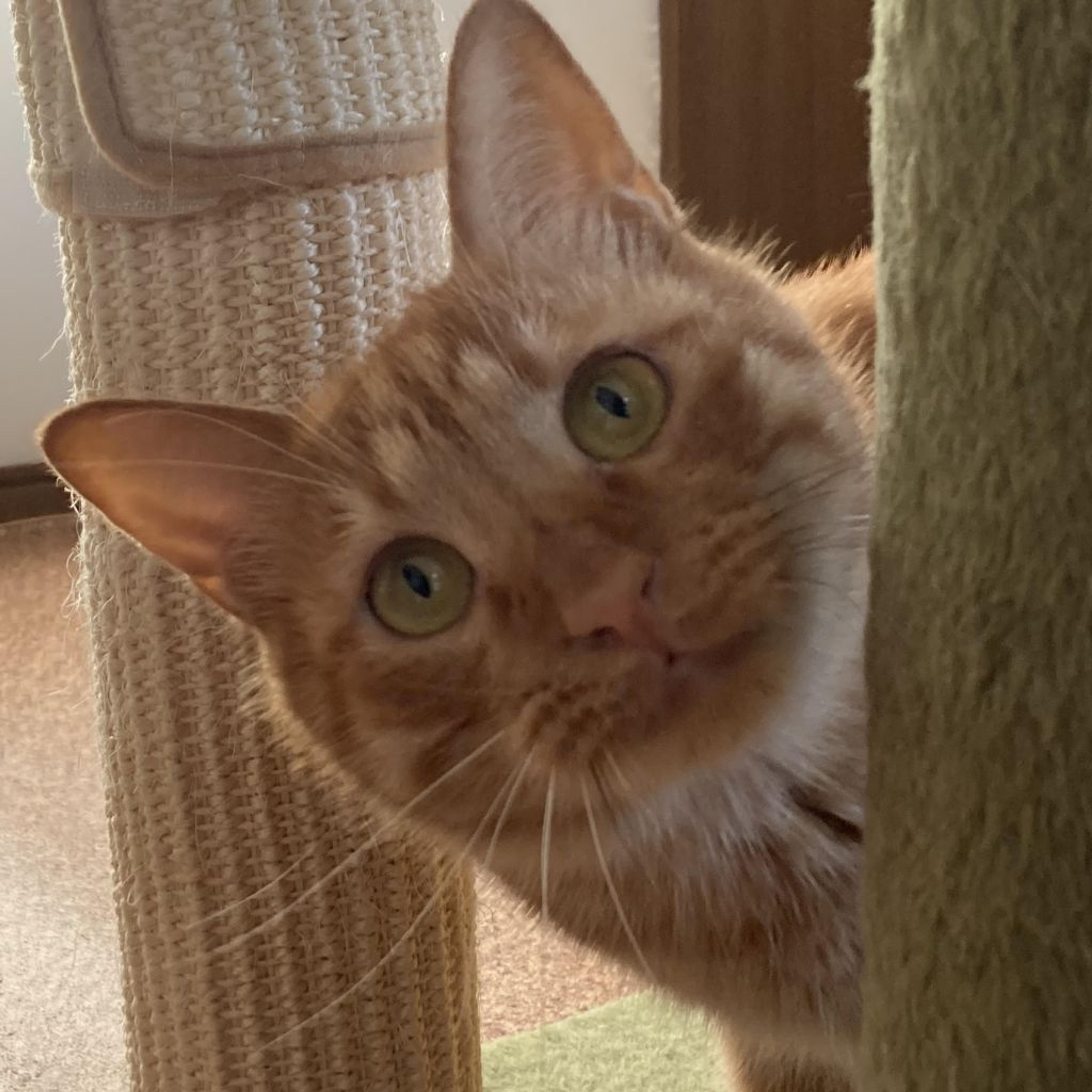 pet-image-2