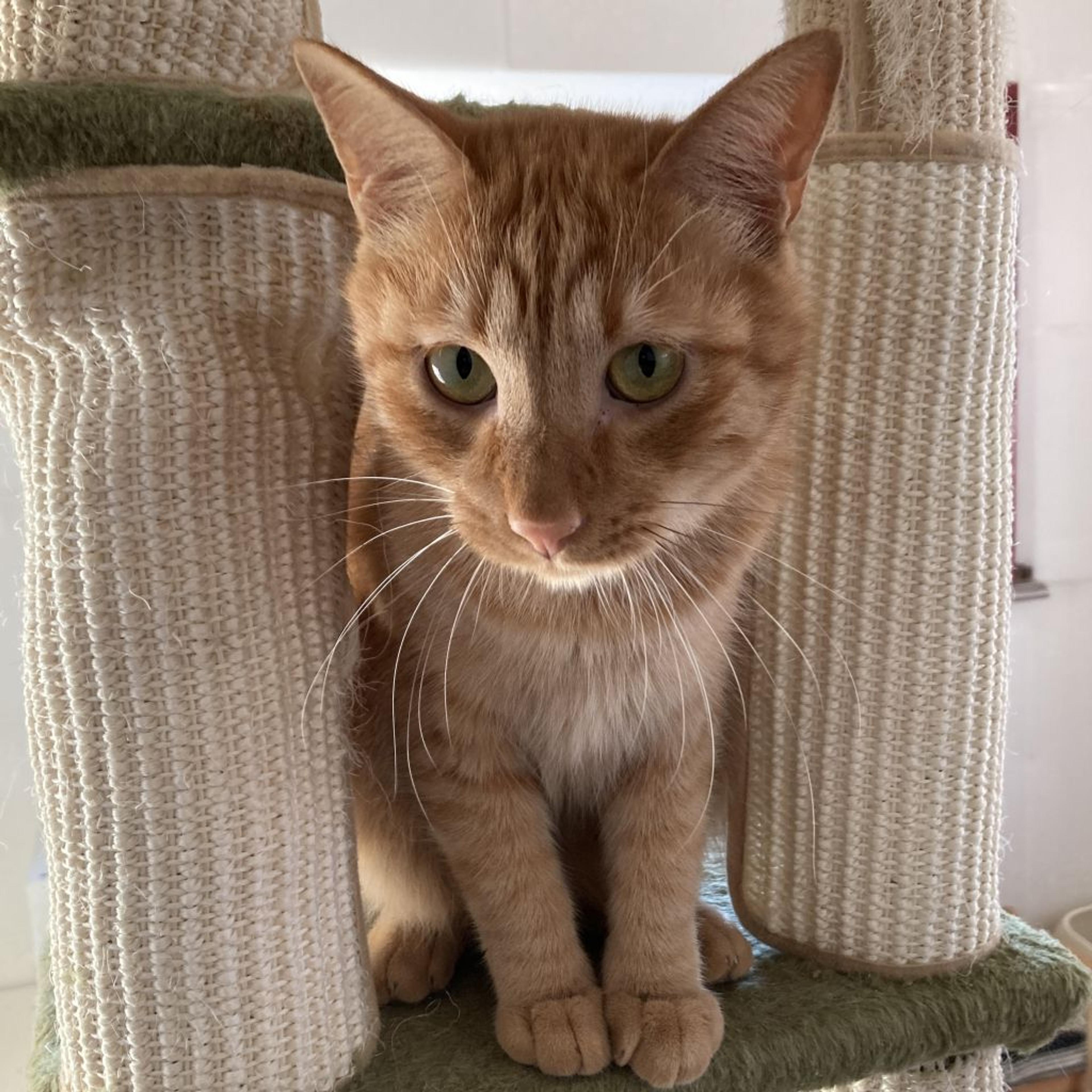 pet-image-3