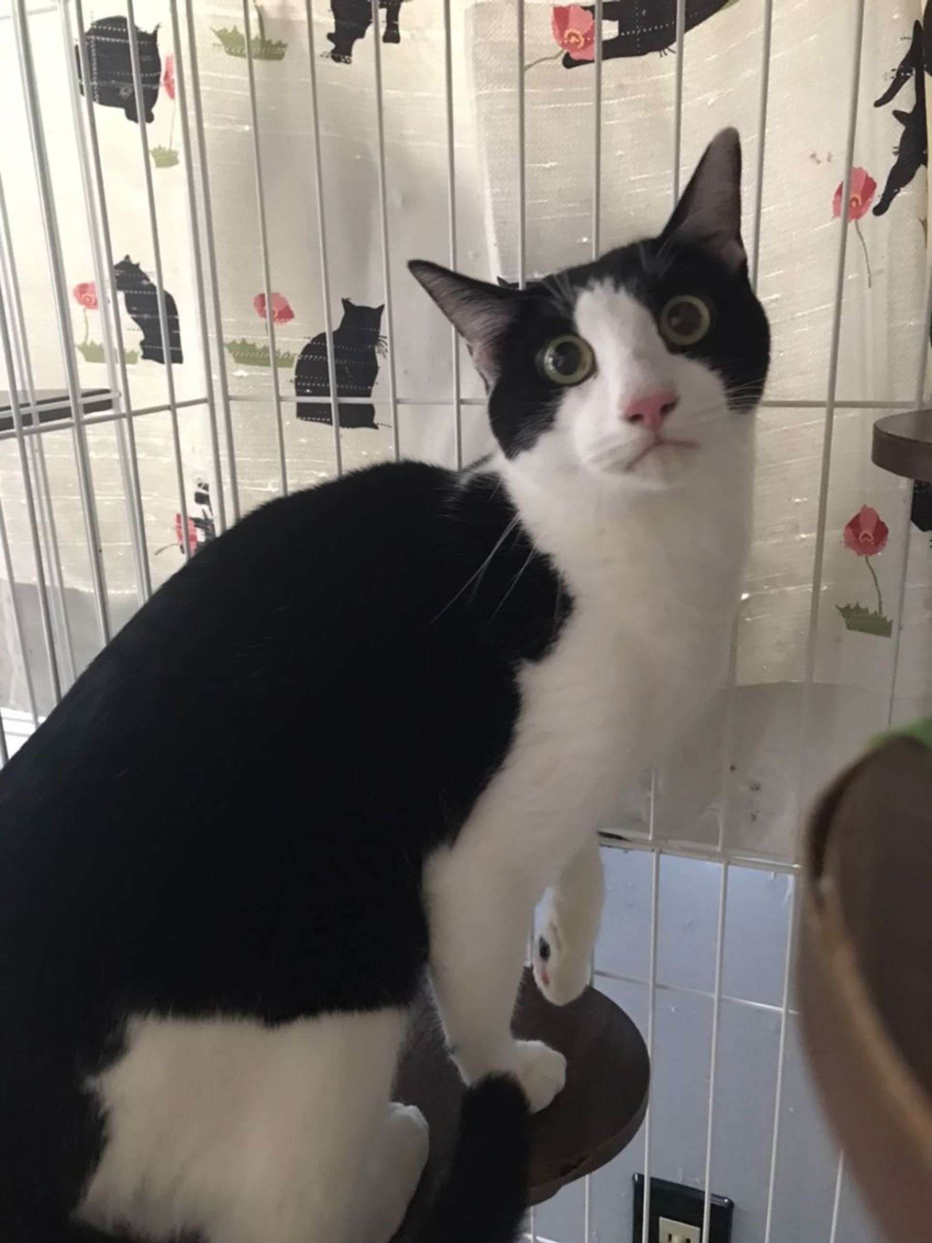 雑種（ミックス猫）・オスの里親募集の写真