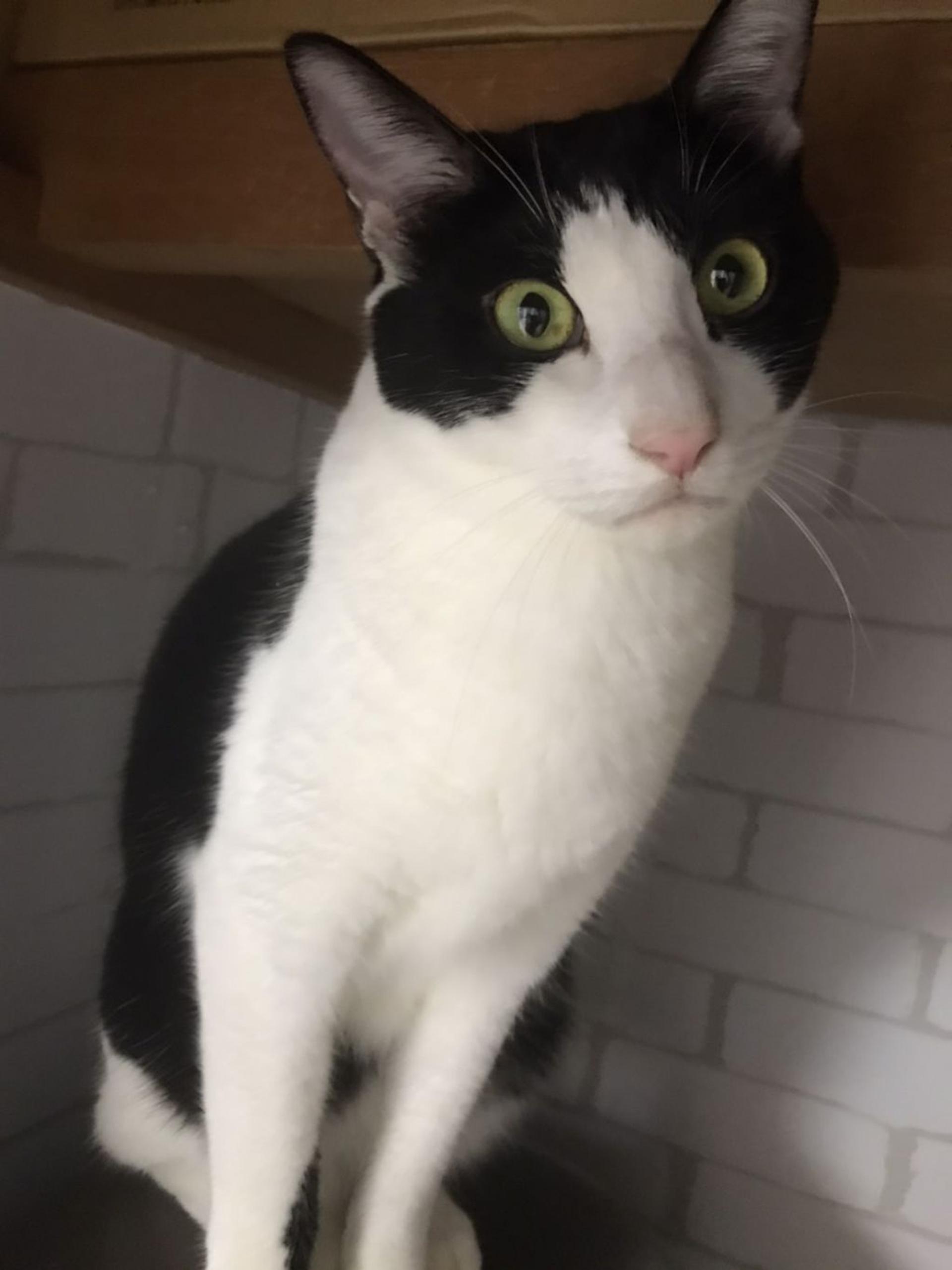 pet-image-2