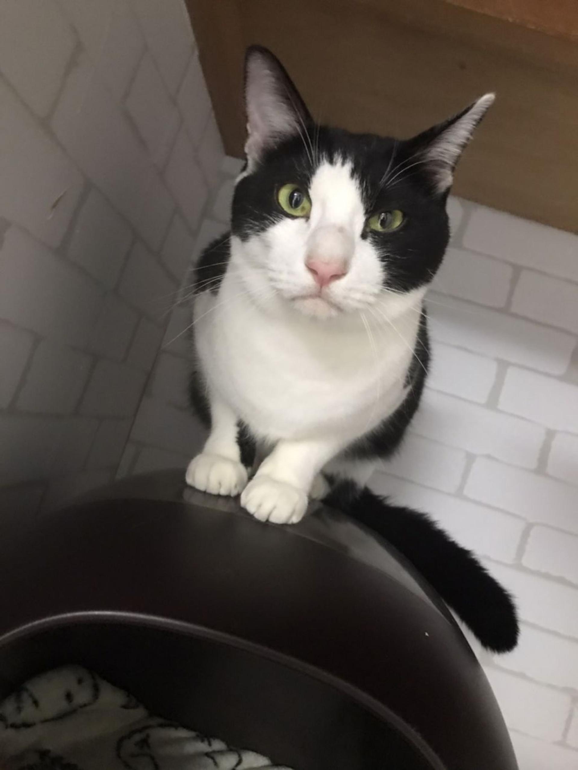 pet-image-3