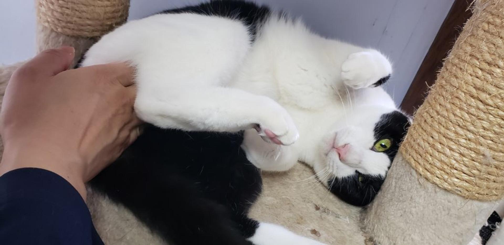 pet-image-6