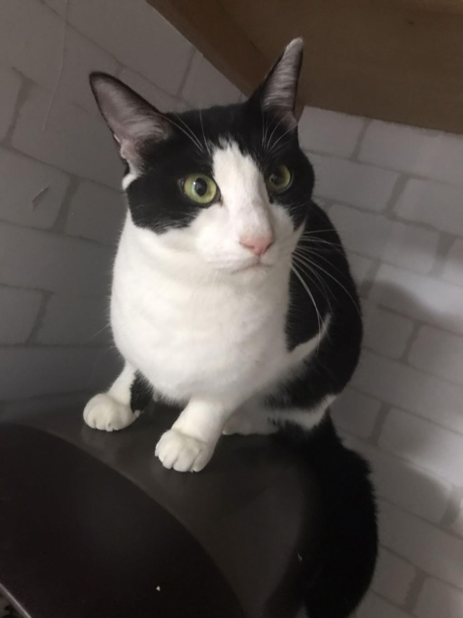 pet-image-7