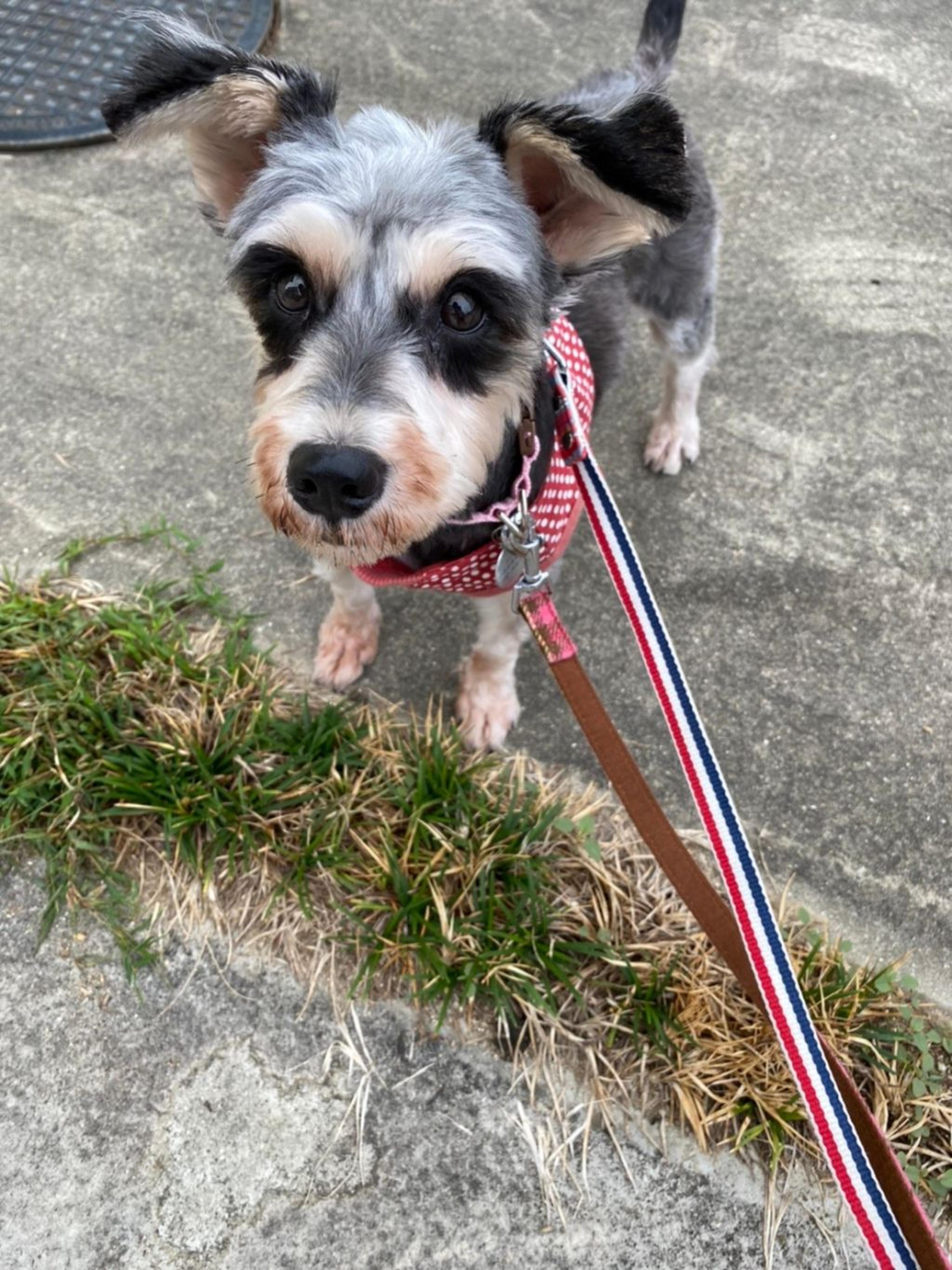 pet-image-3