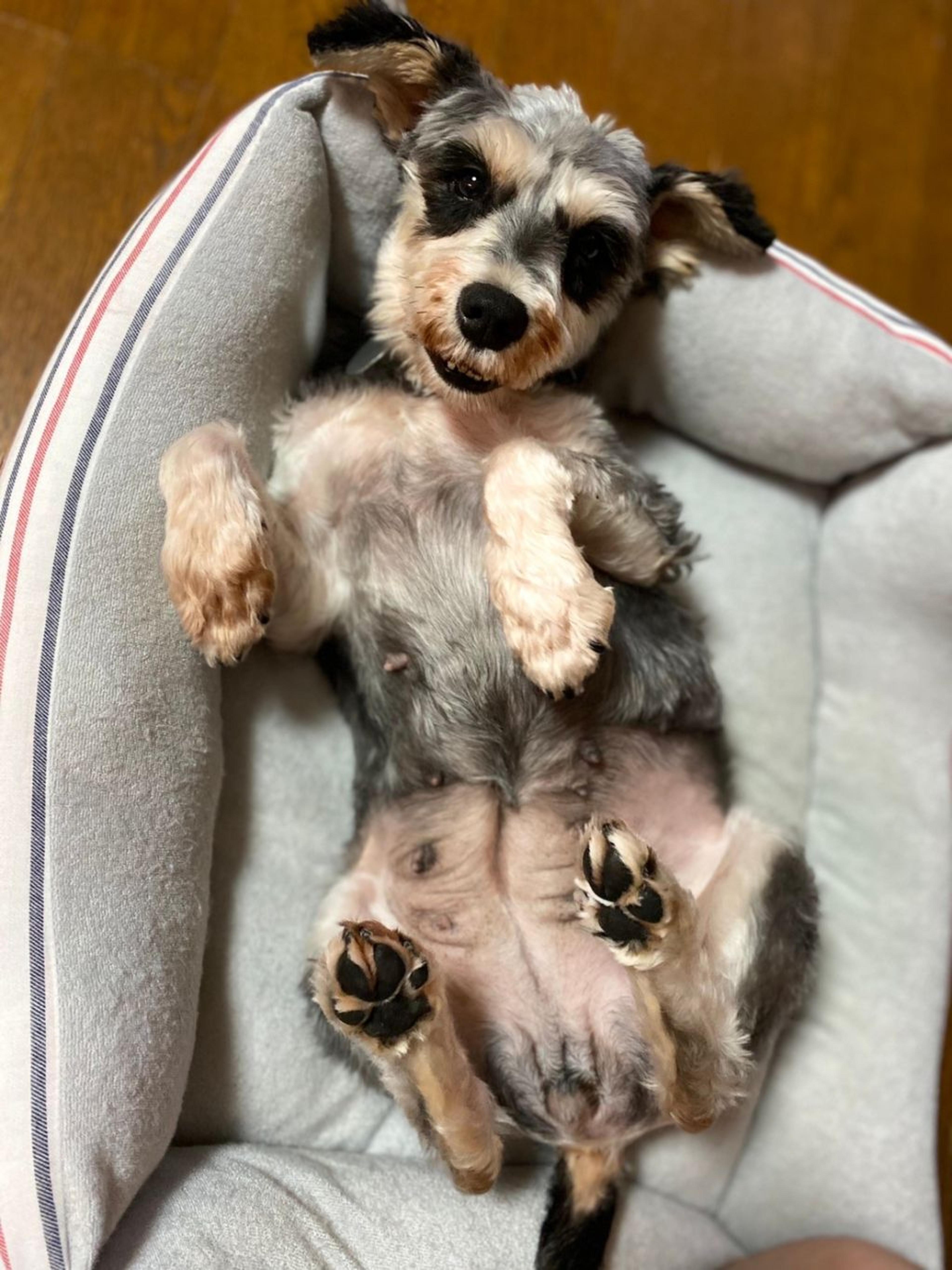 pet-image-5