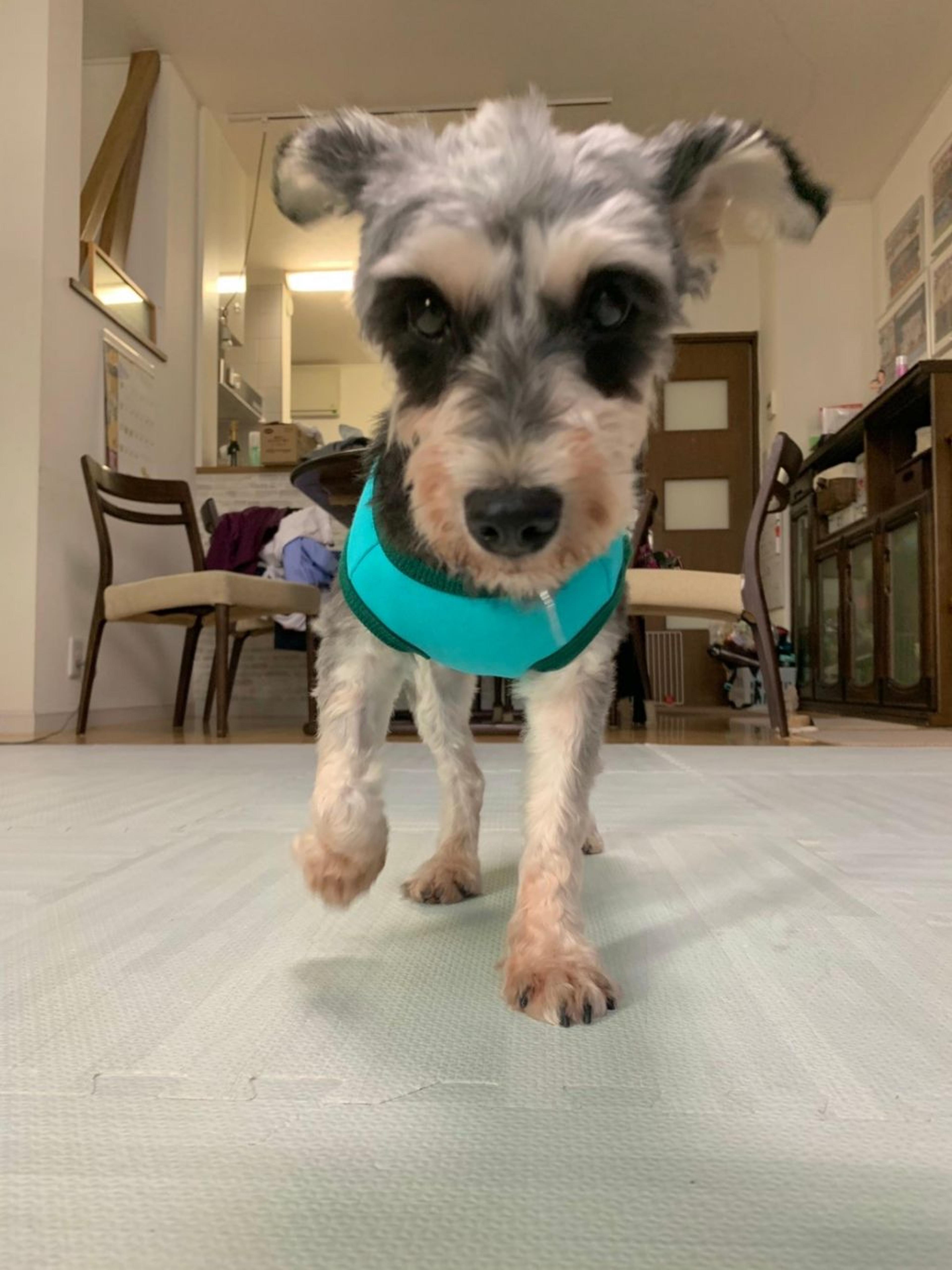 pet-image-7