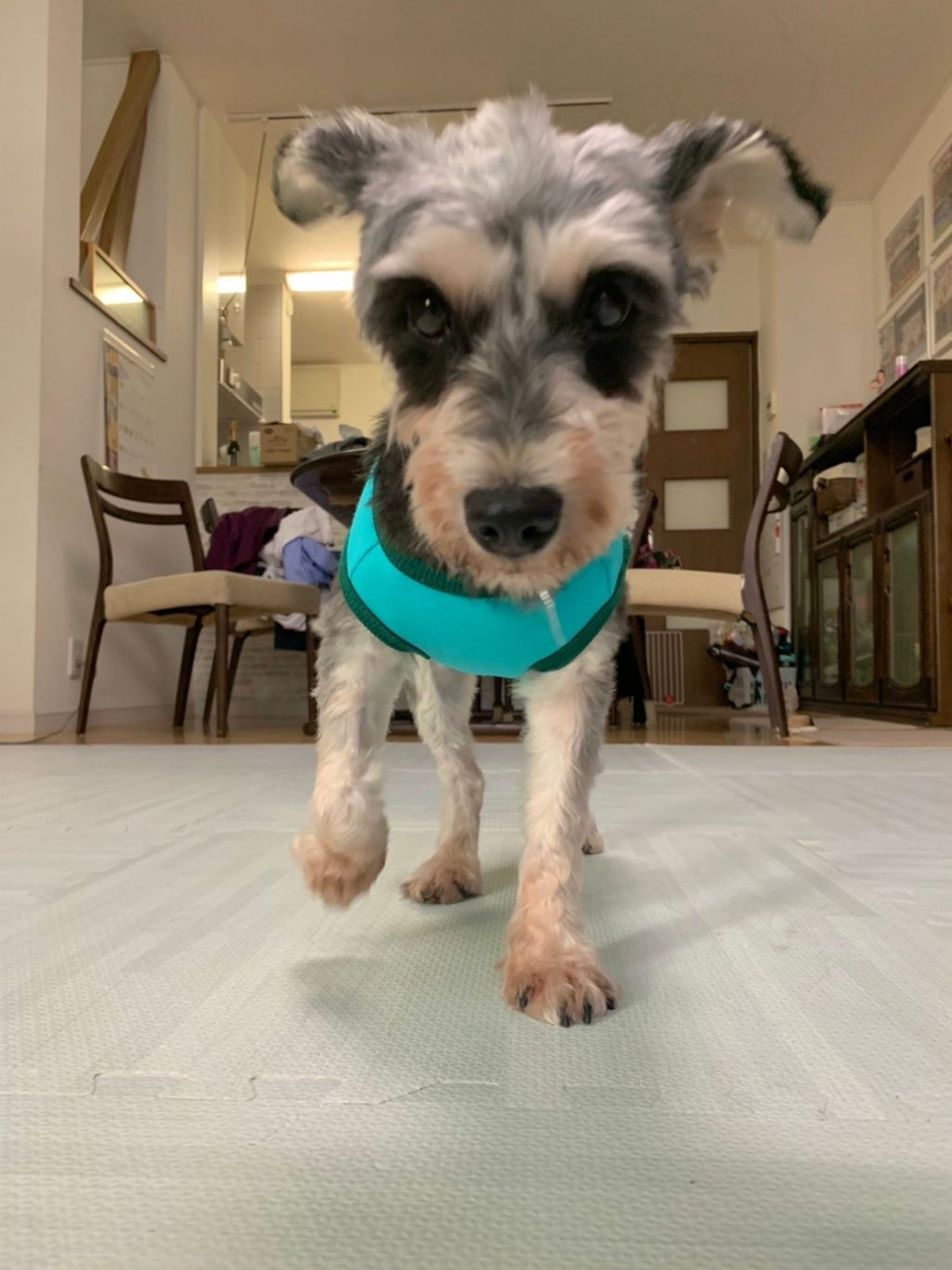 pet-image-7