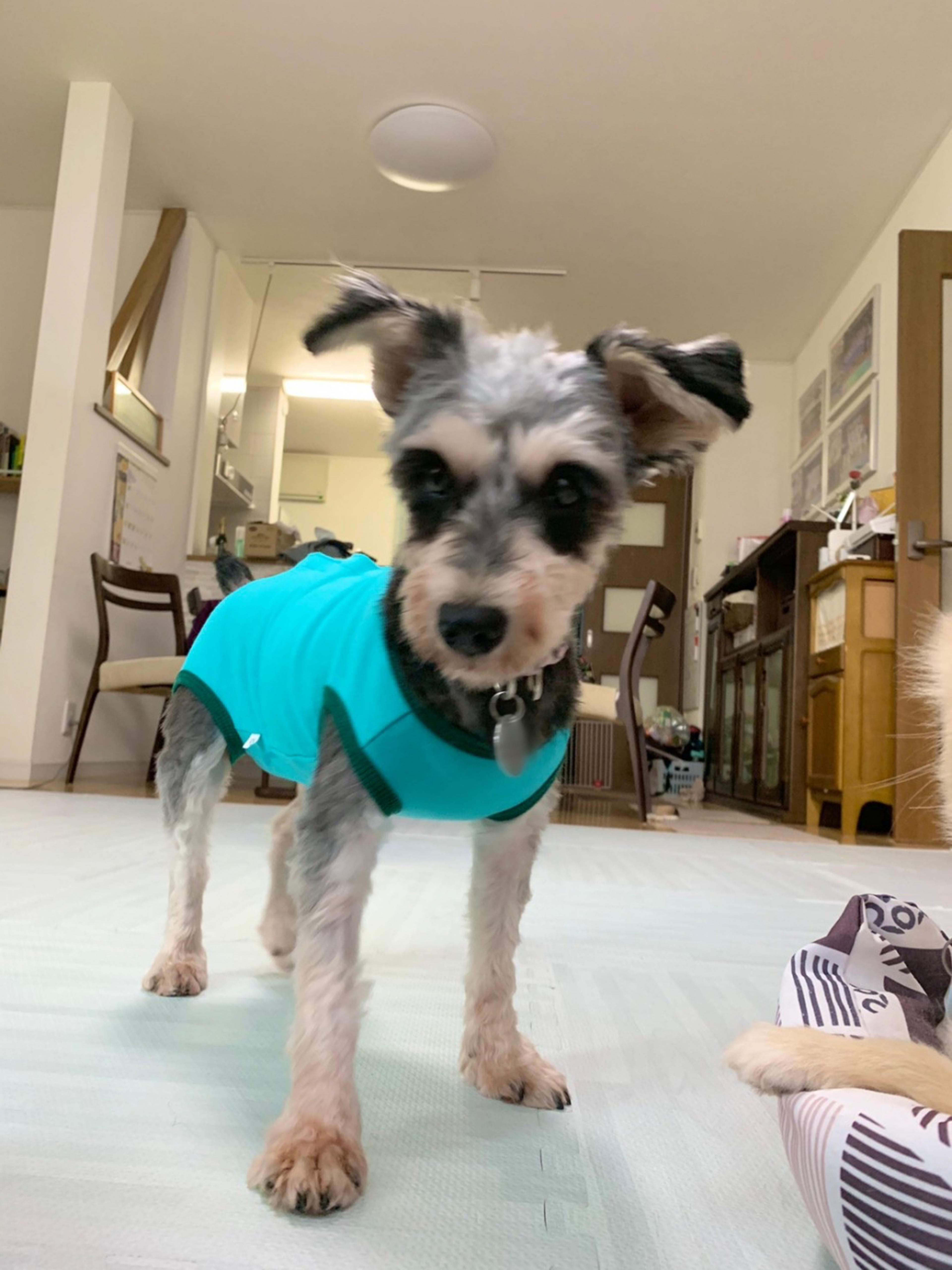 pet-image-8