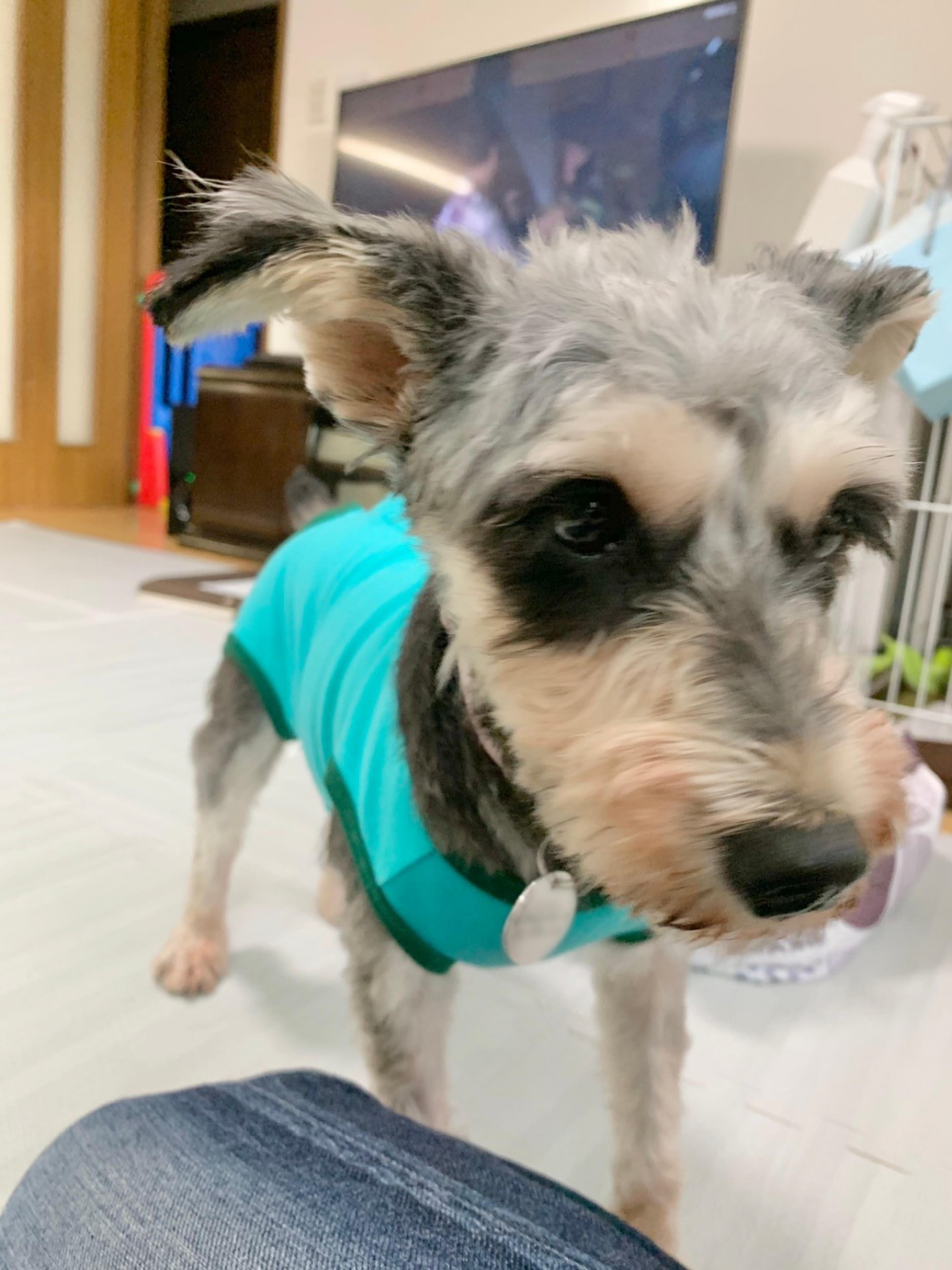 pet-image-9