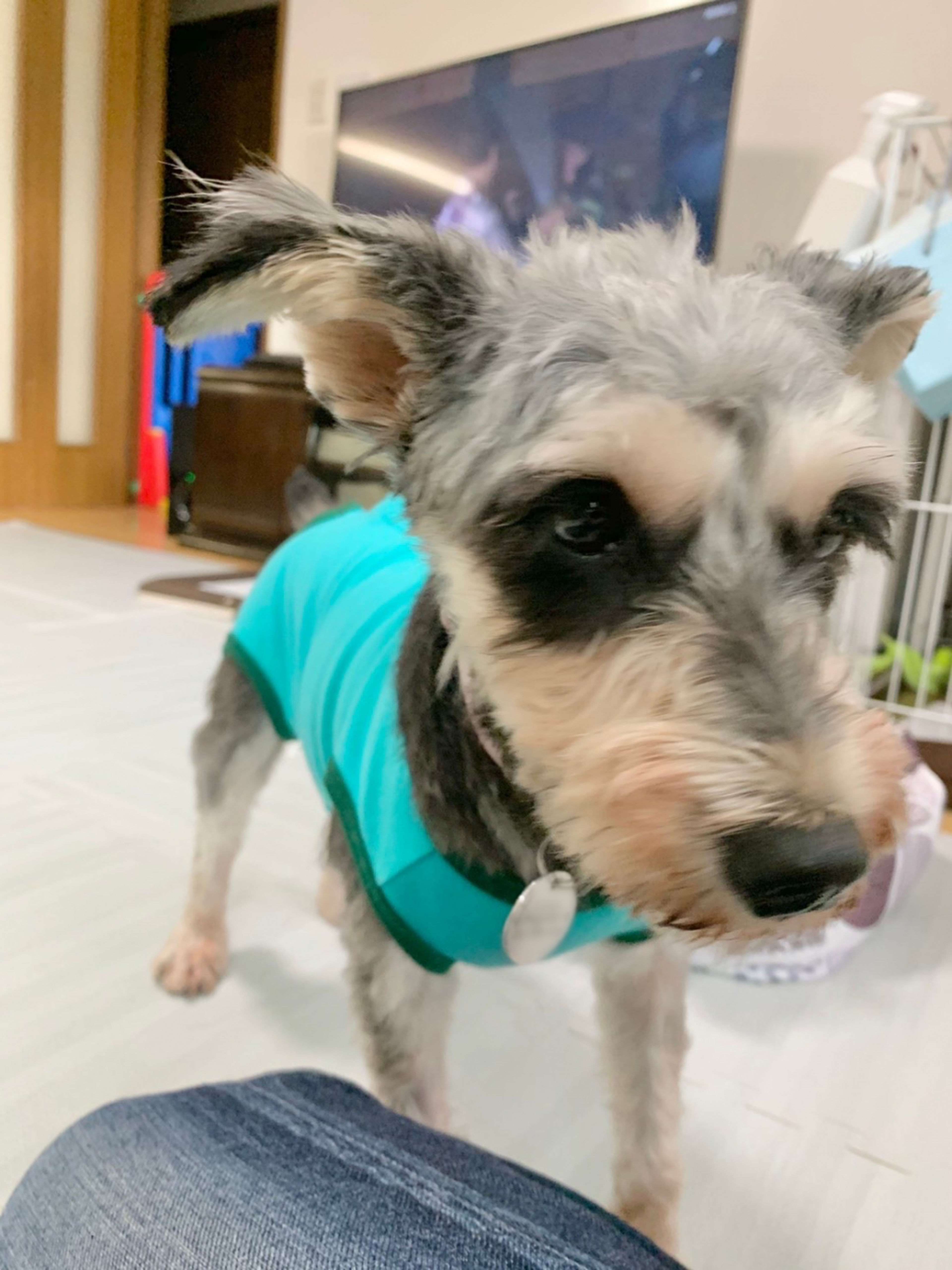 pet-image-9