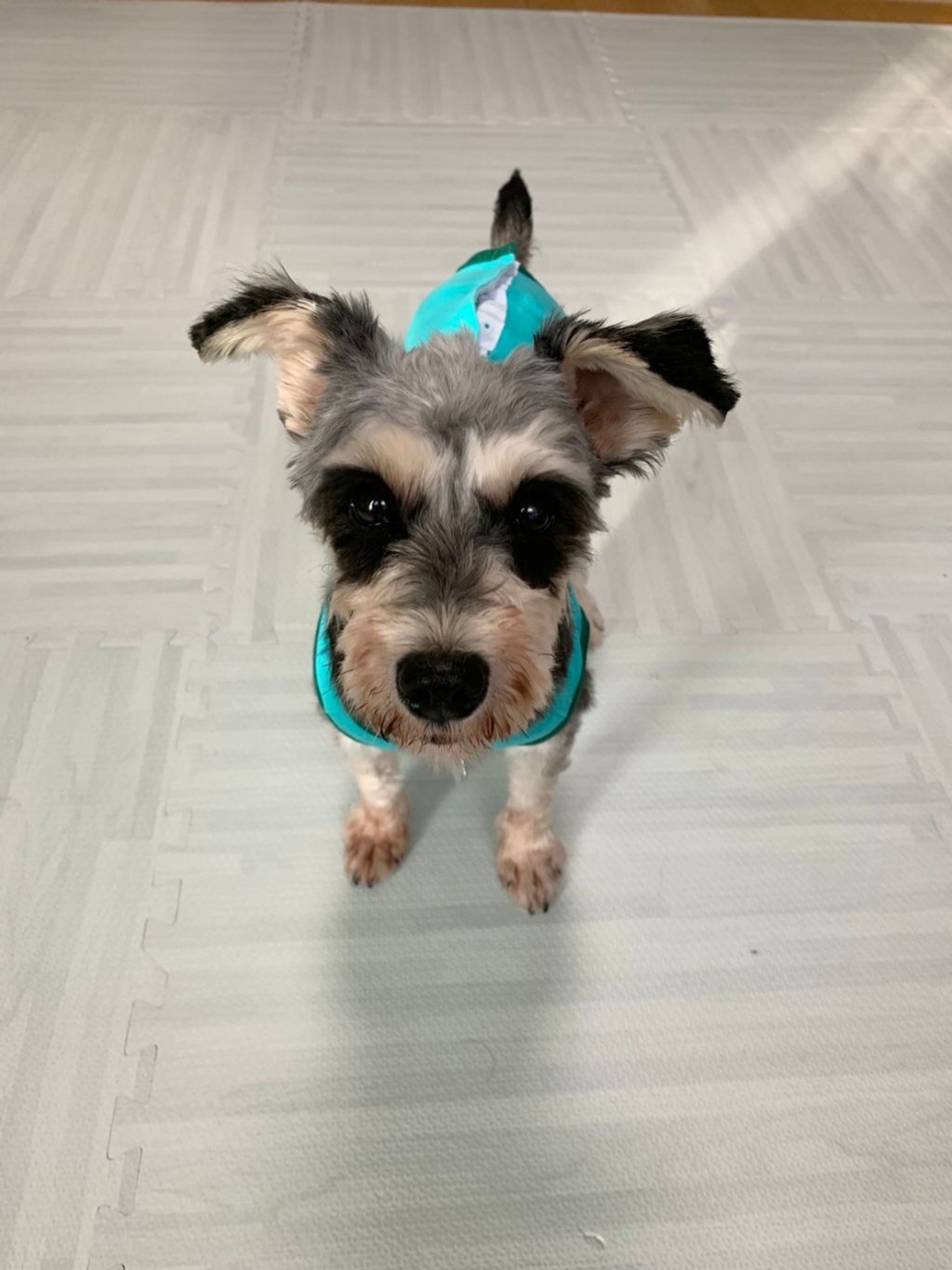 pet-image-10