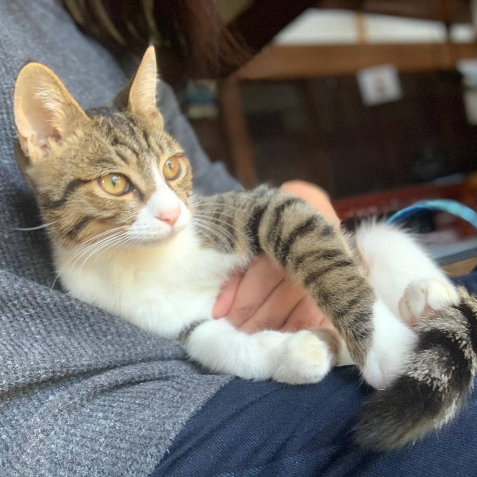 雑種（ミックス猫）・オスの里親募集の写真