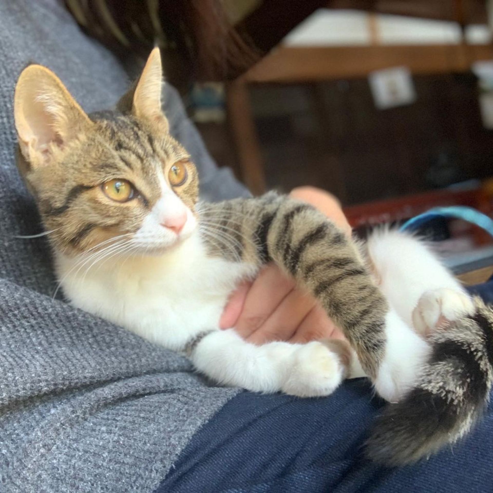 雑種（ミックス猫）・オスの里親募集の写真