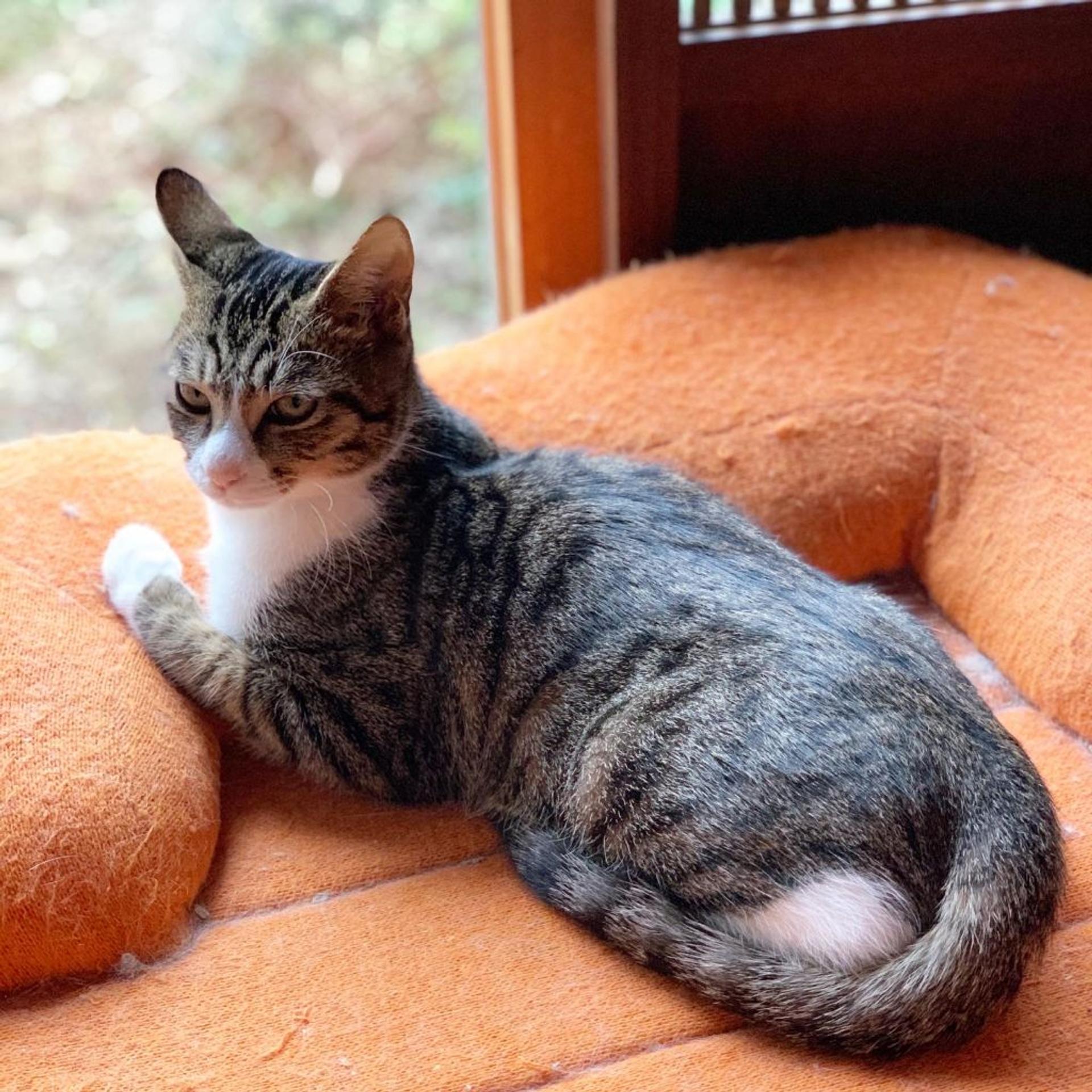 pet-image-2