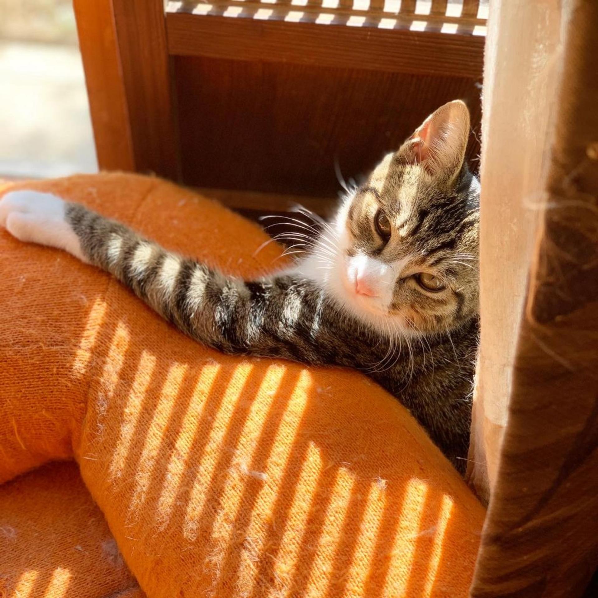 pet-image-3
