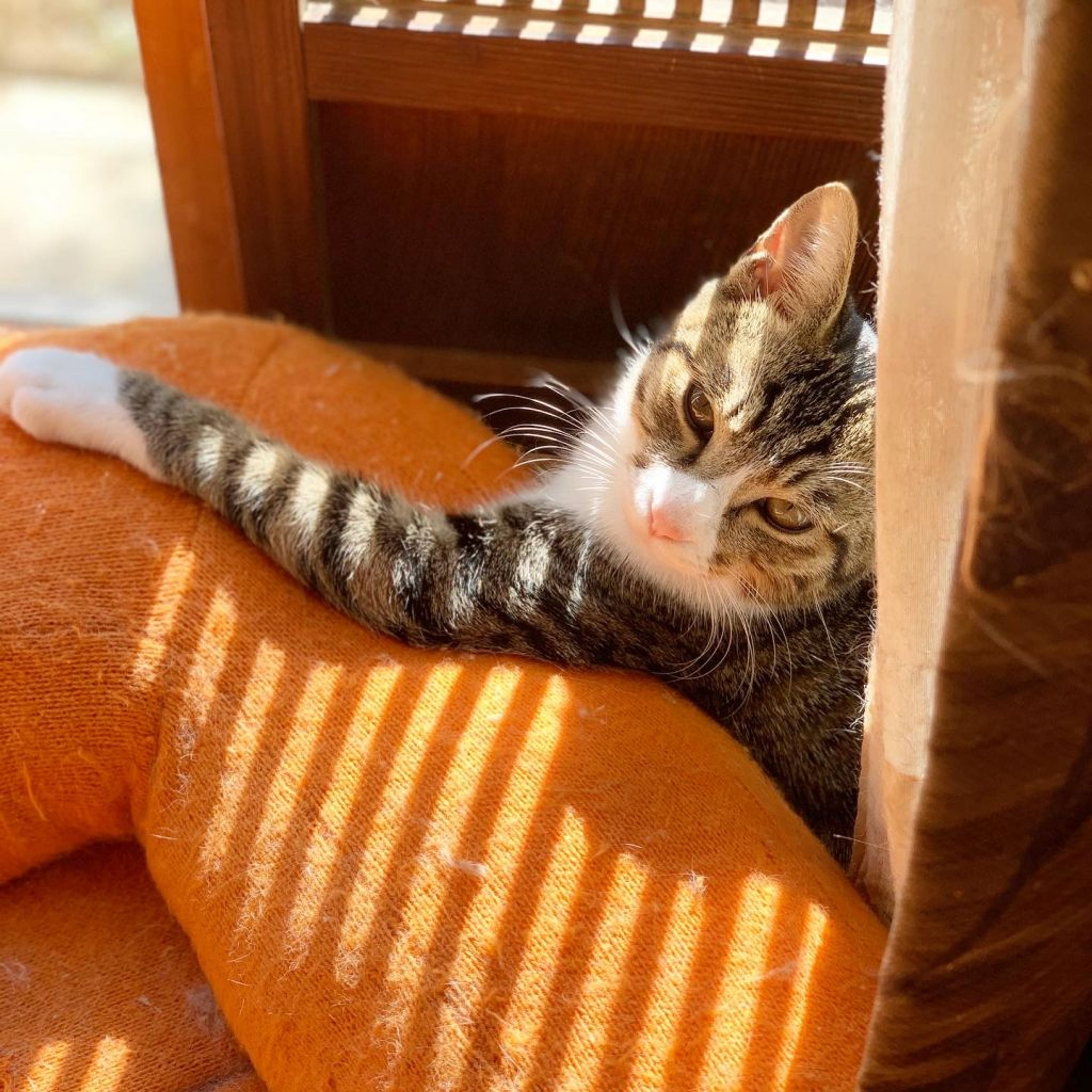 pet-image-3