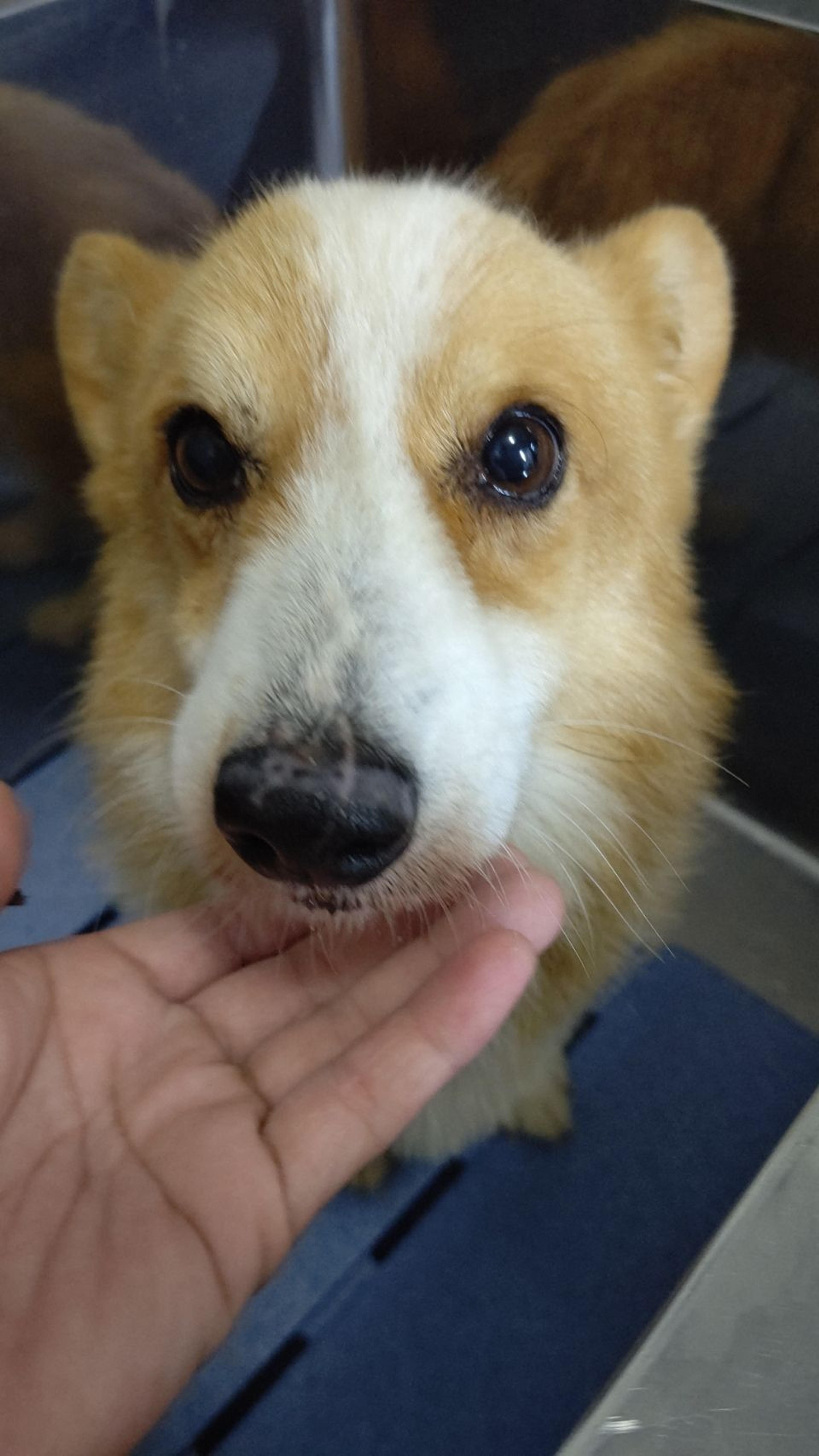 pet-image-2