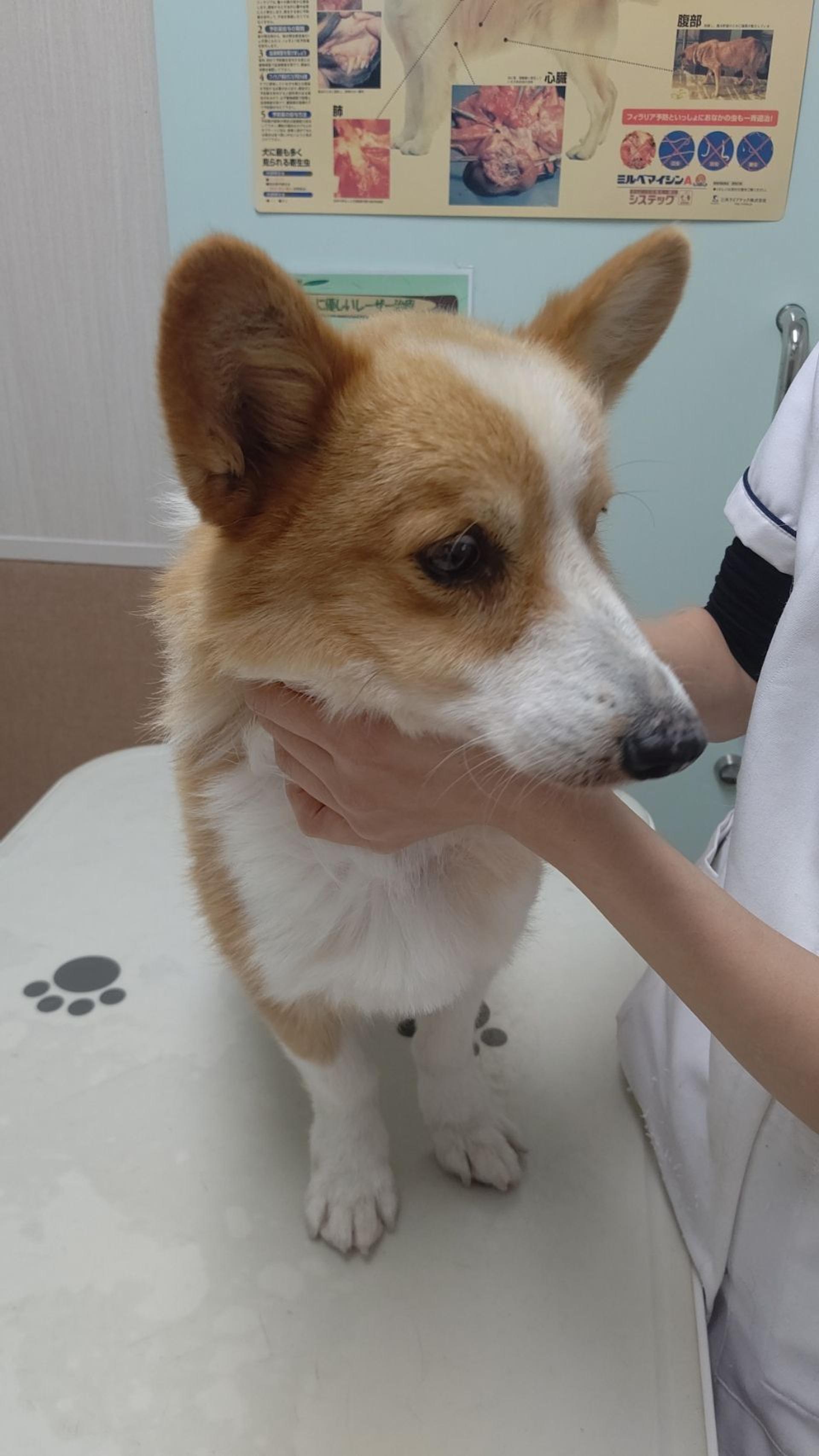 pet-image-4