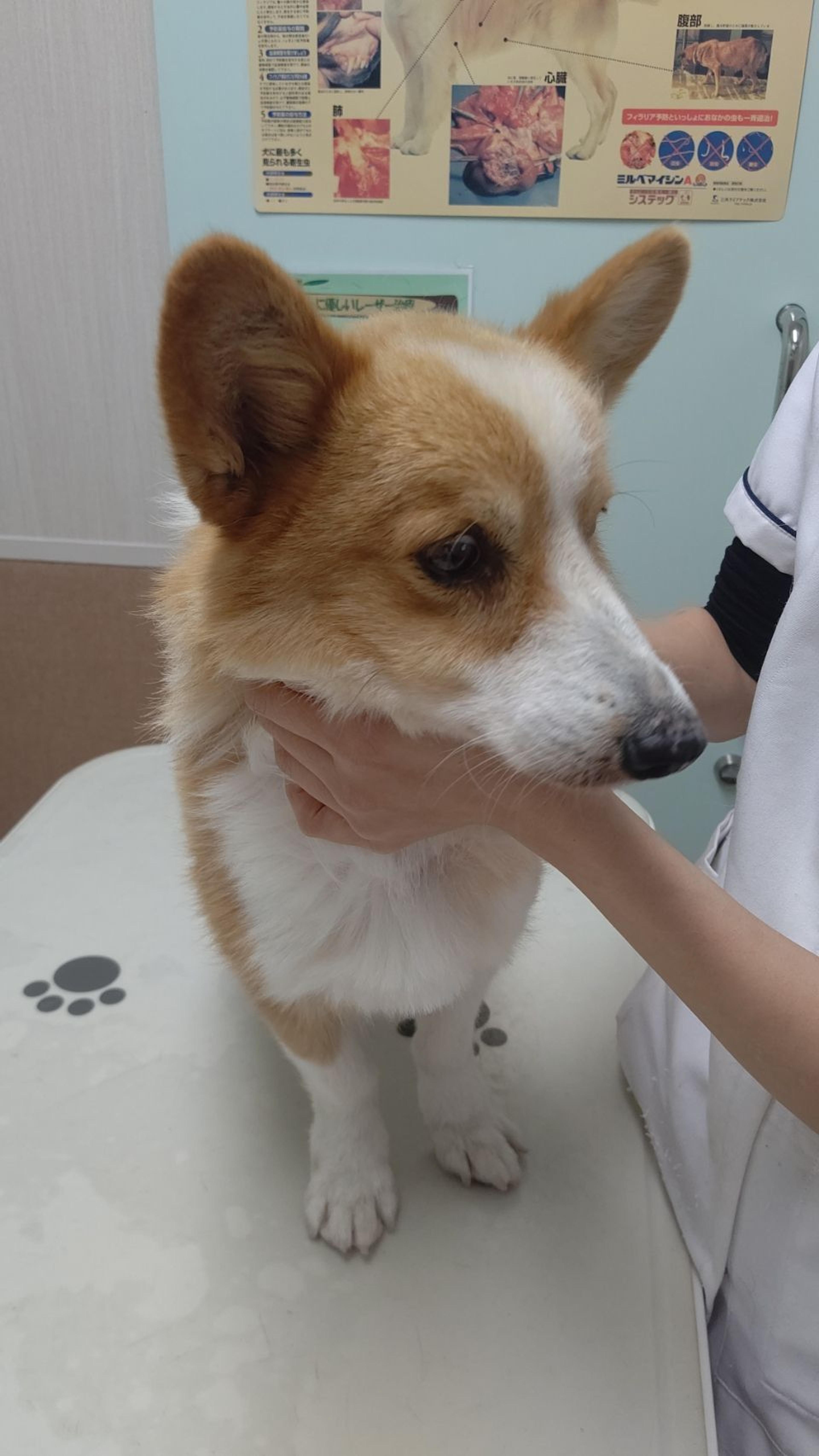 pet-image-4