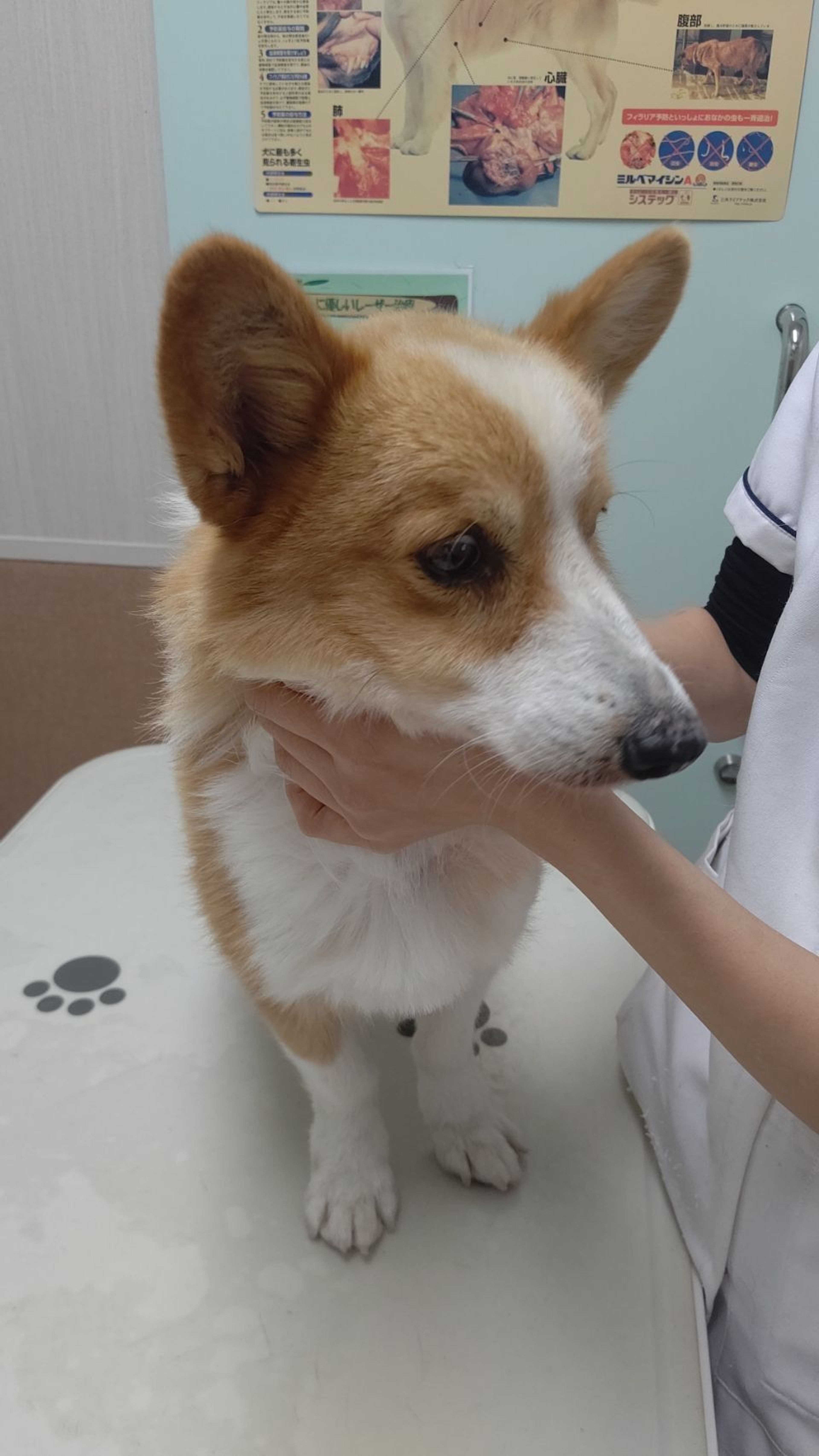 pet-image-4
