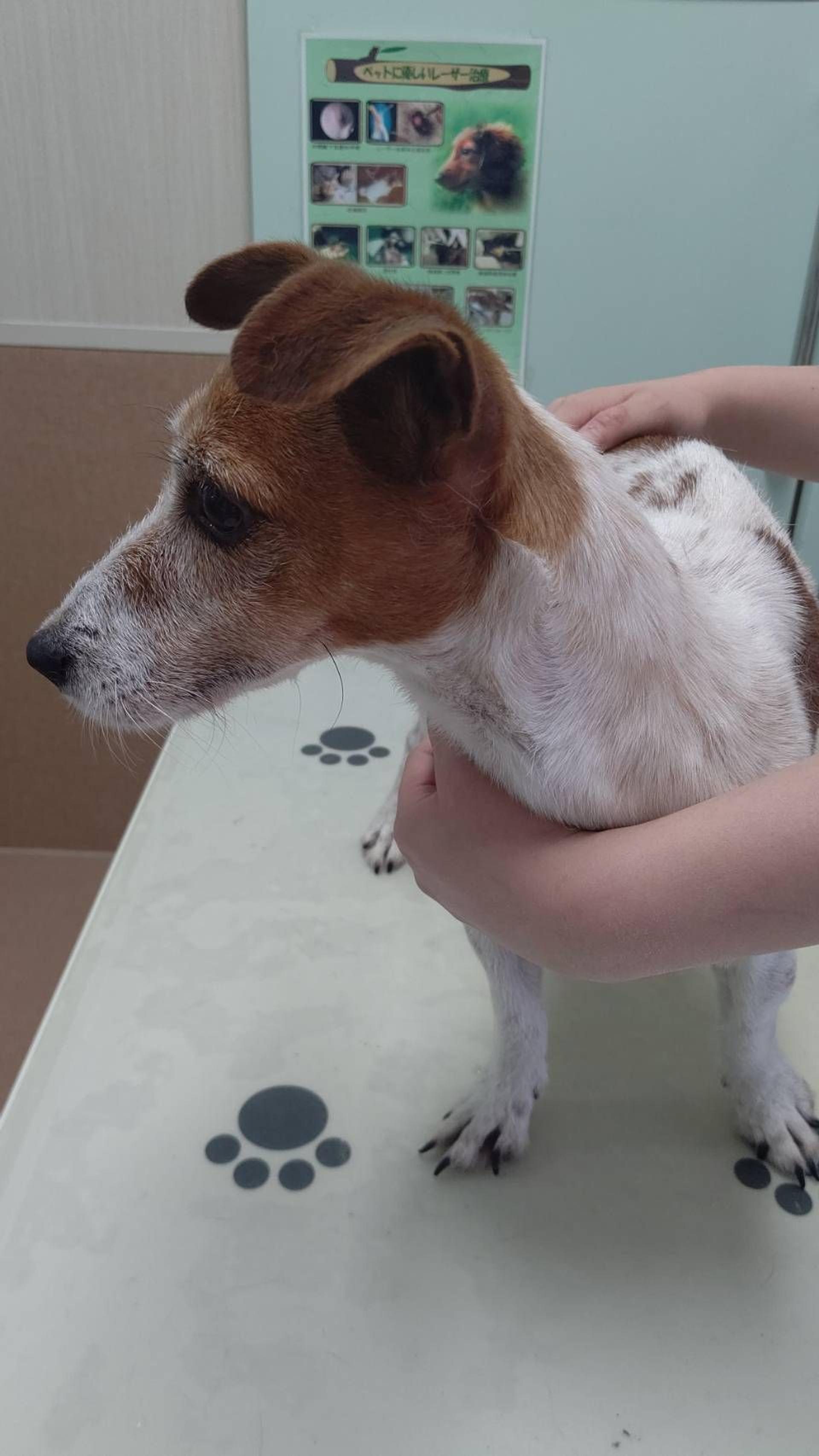 pet-image-2