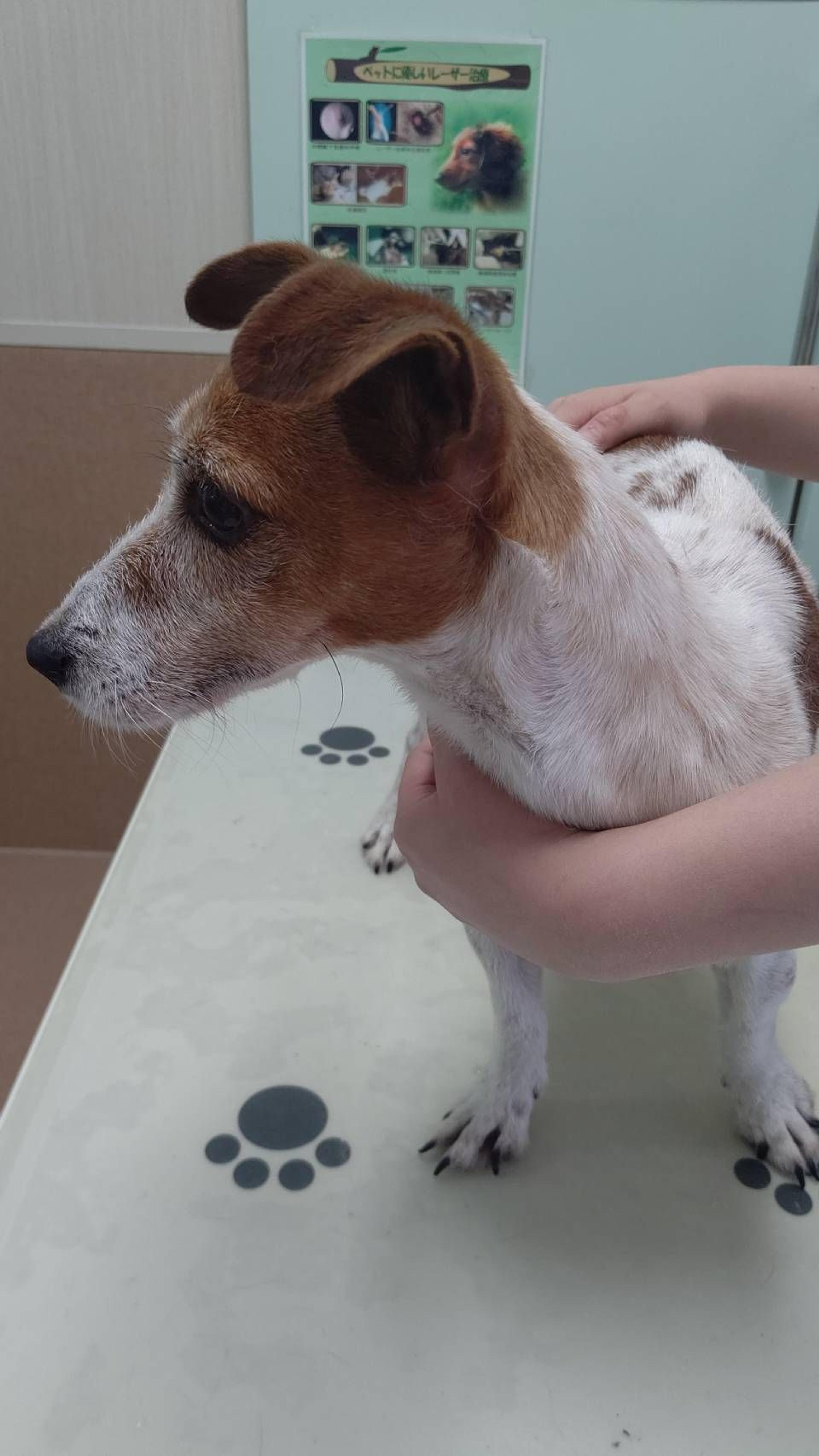 pet-image-2