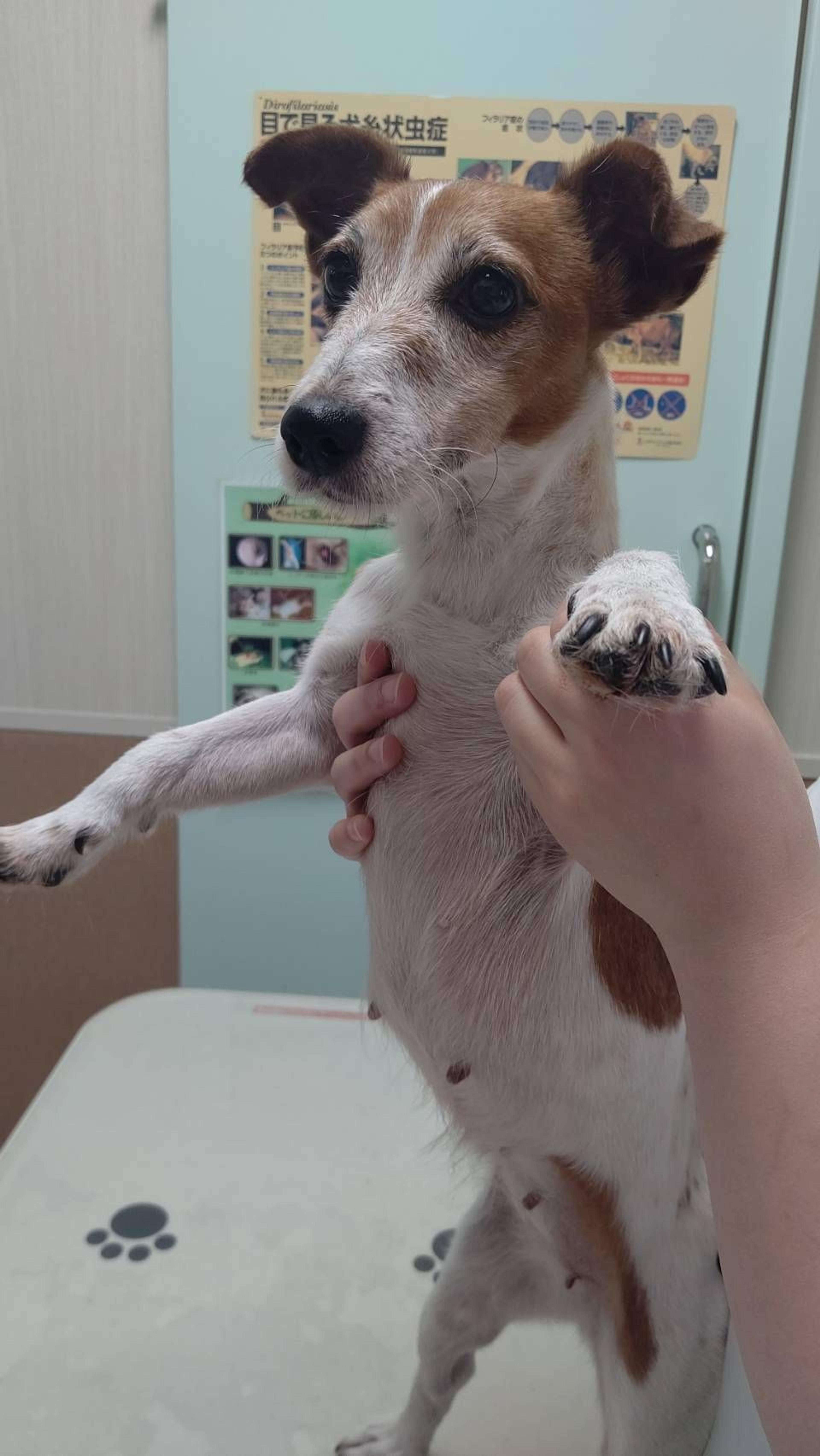 pet-image-3