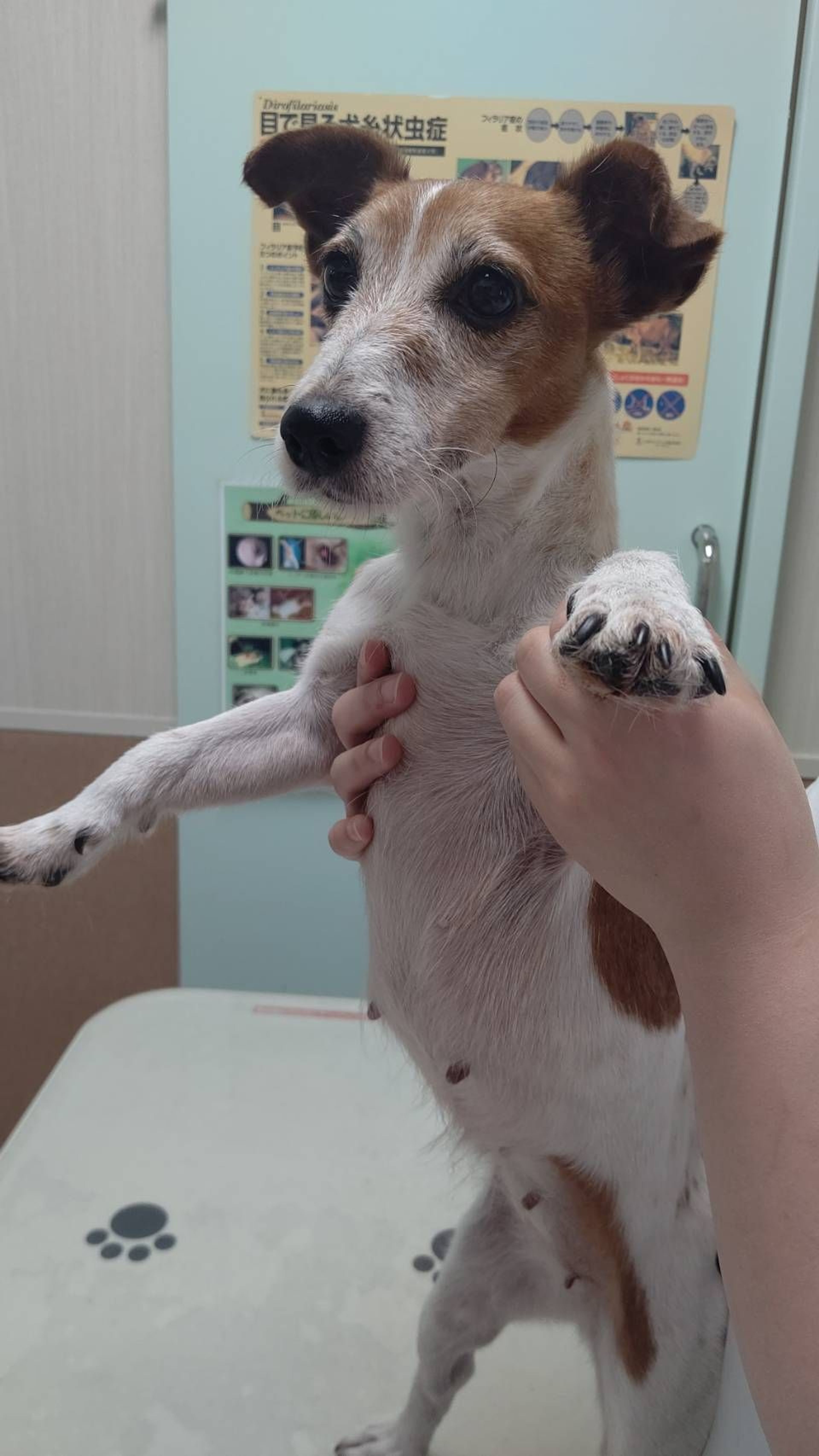 pet-image-3
