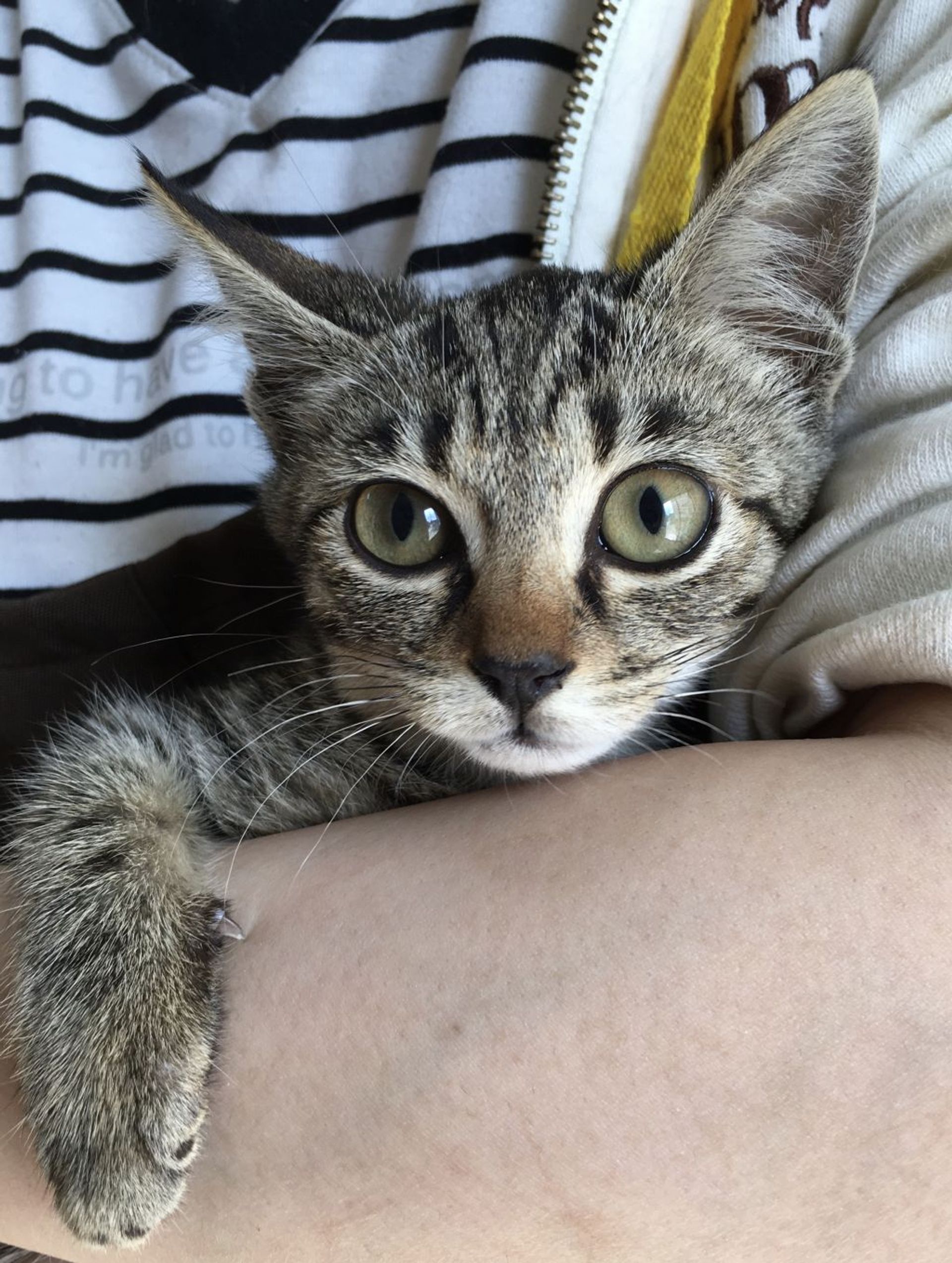 雑種（ミックス猫）・メスの里親募集の写真