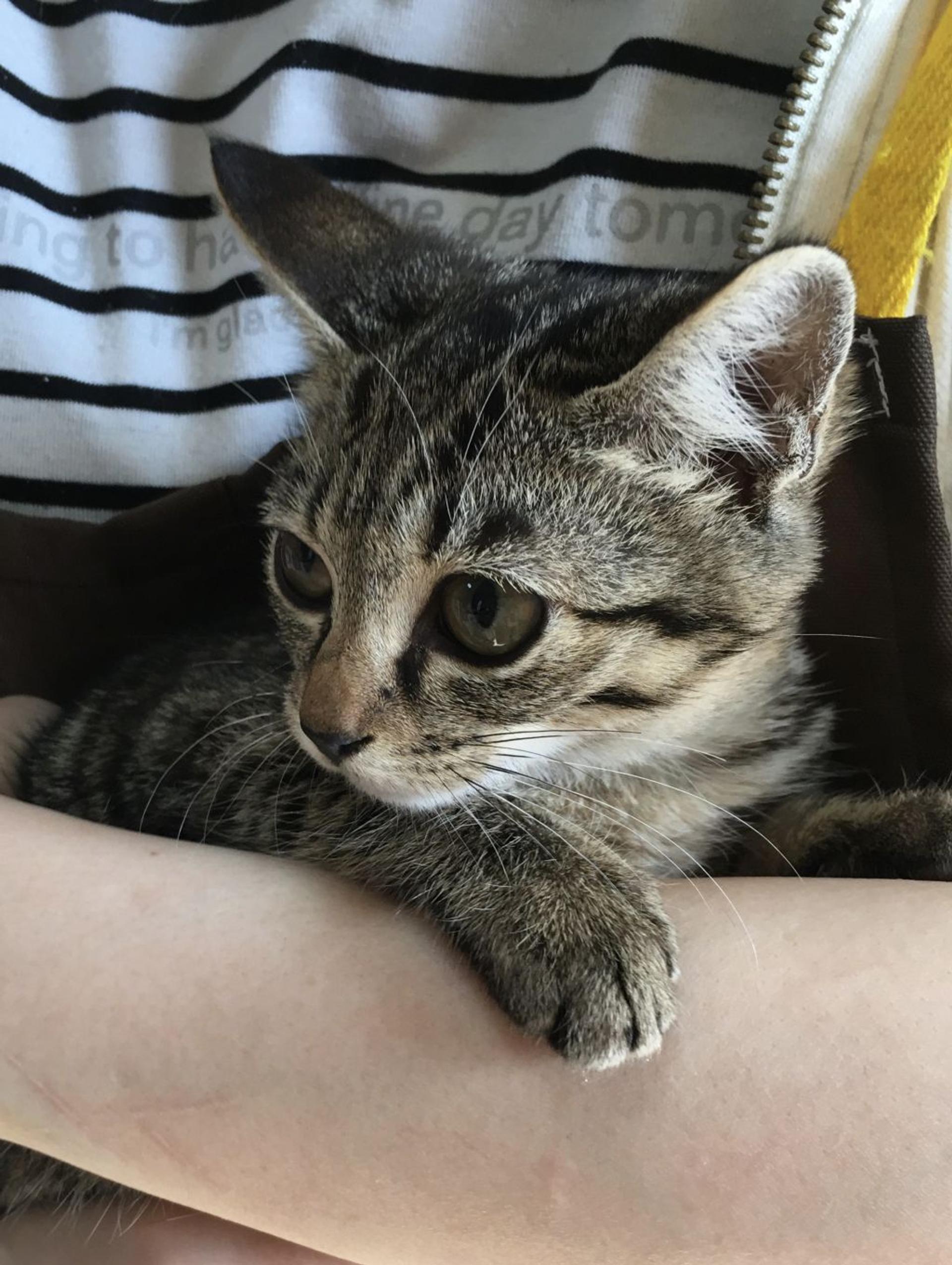 pet-image-4
