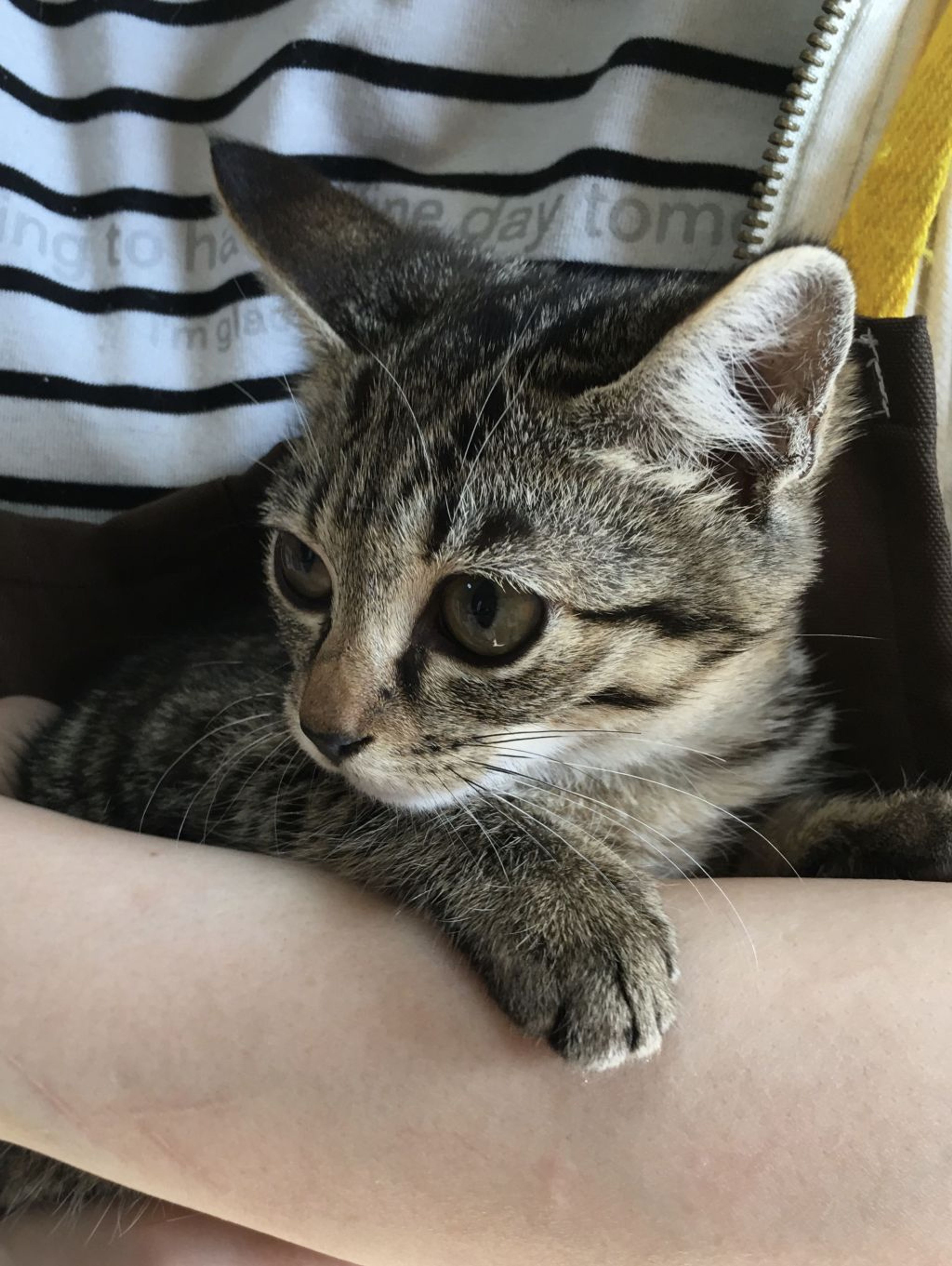 pet-image-4