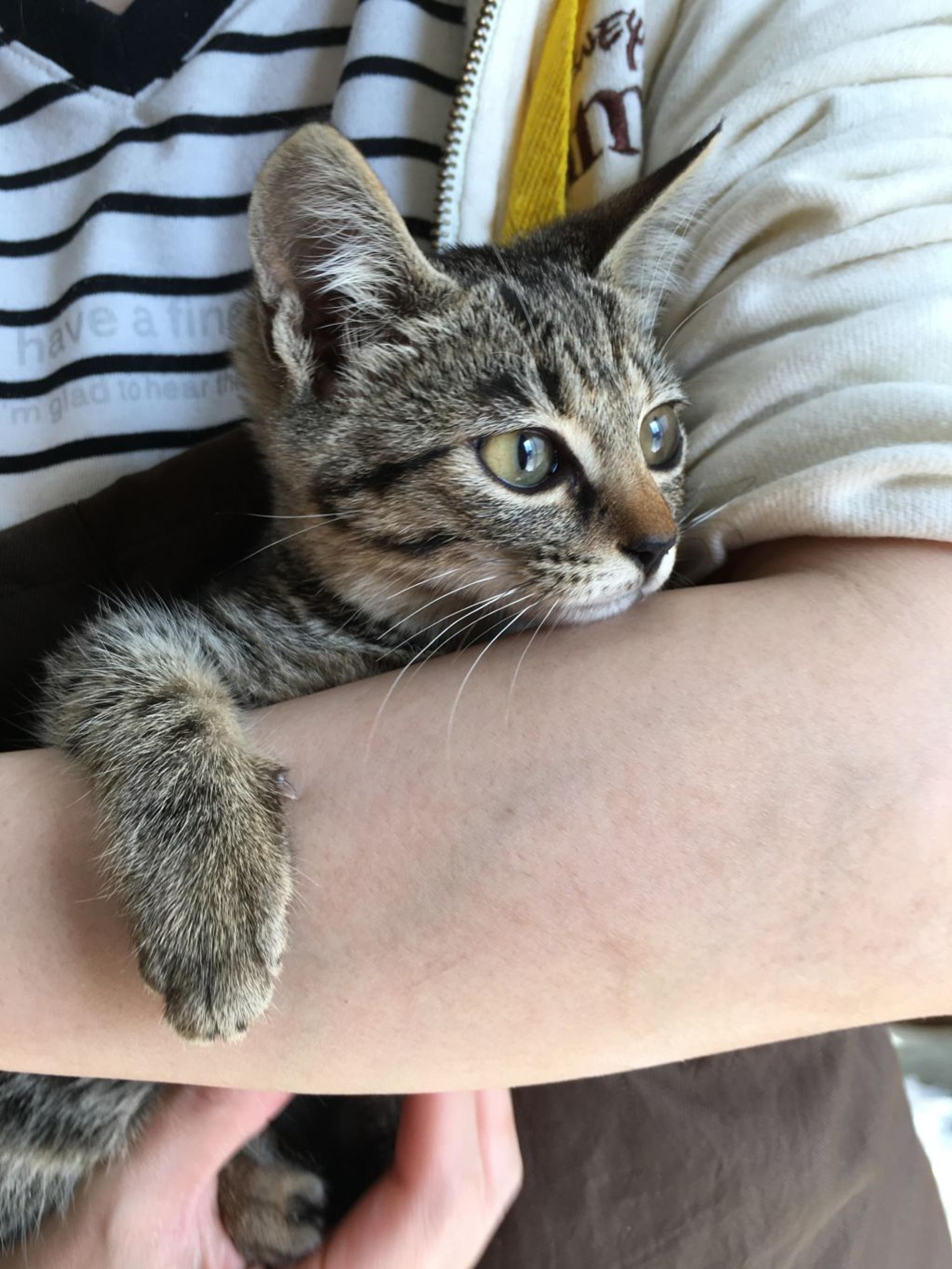 pet-image-5