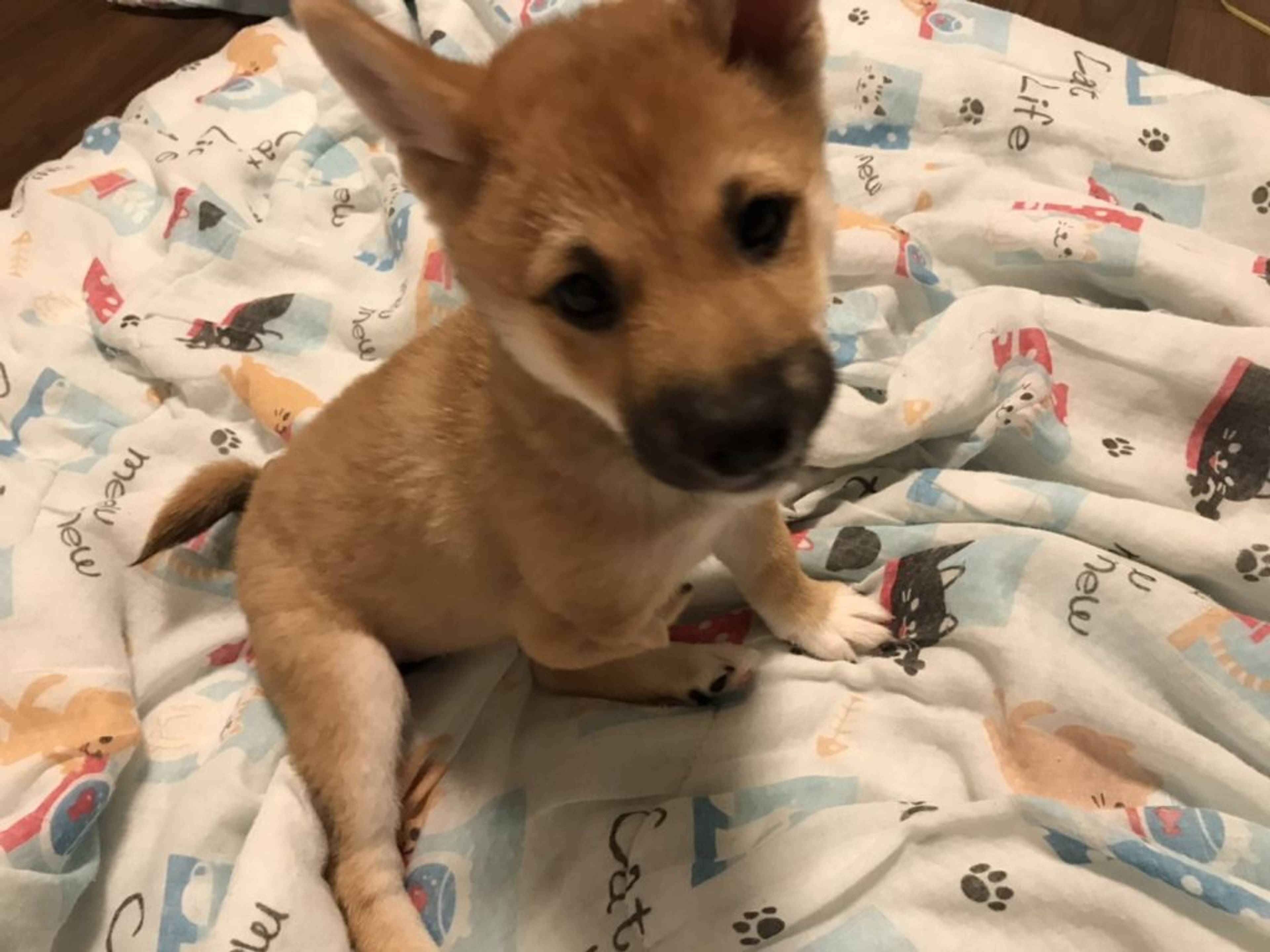 柴犬・メスの里親募集の写真