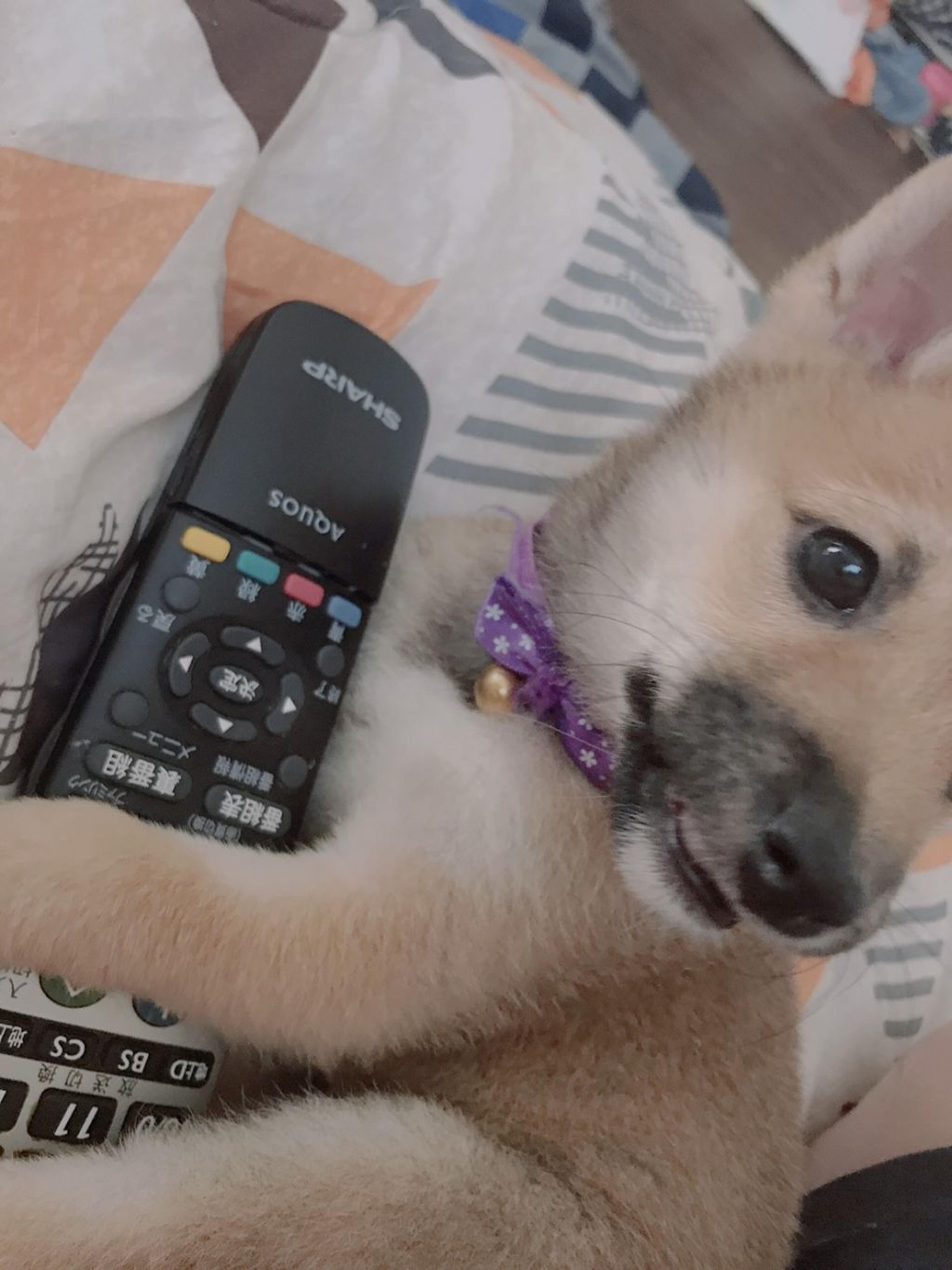 pet-image-2