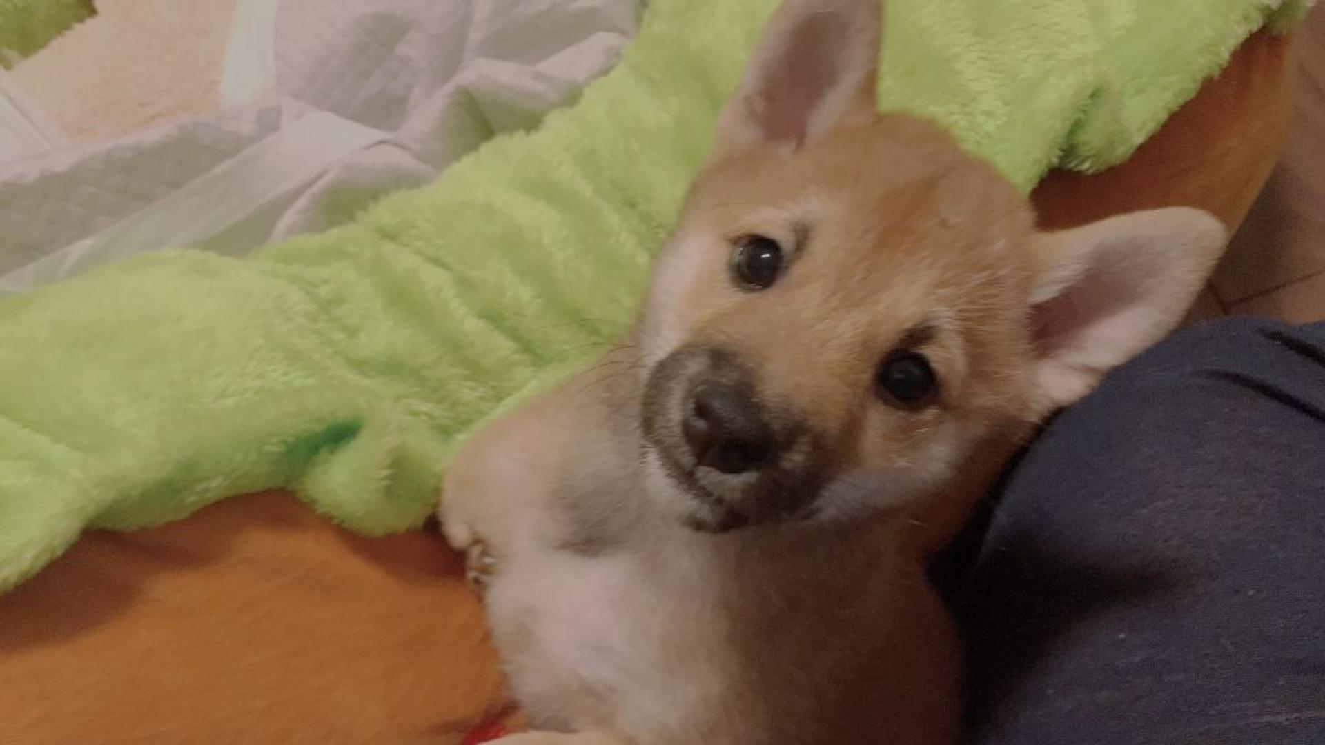 pet-image-3