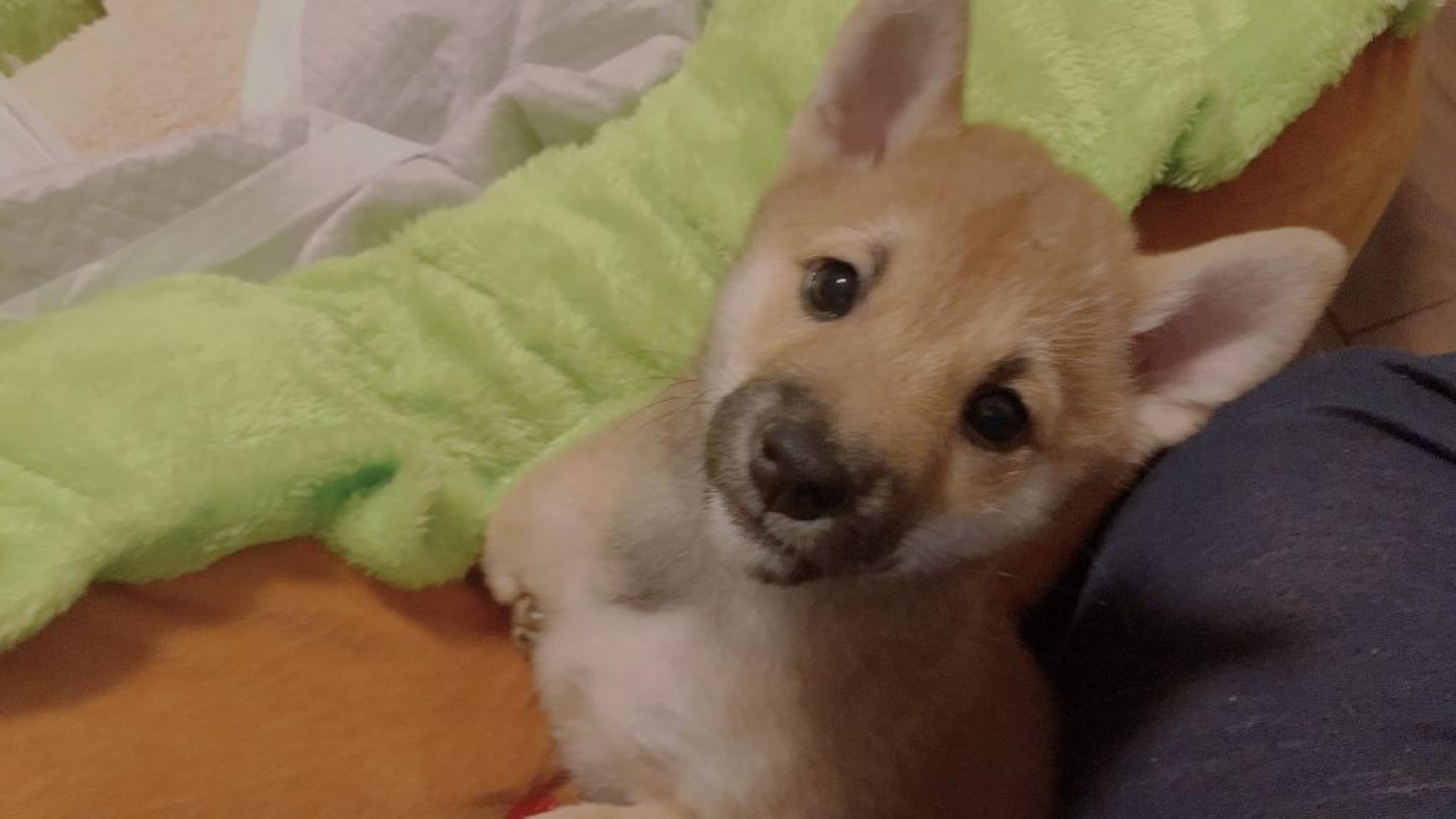 pet-image-3