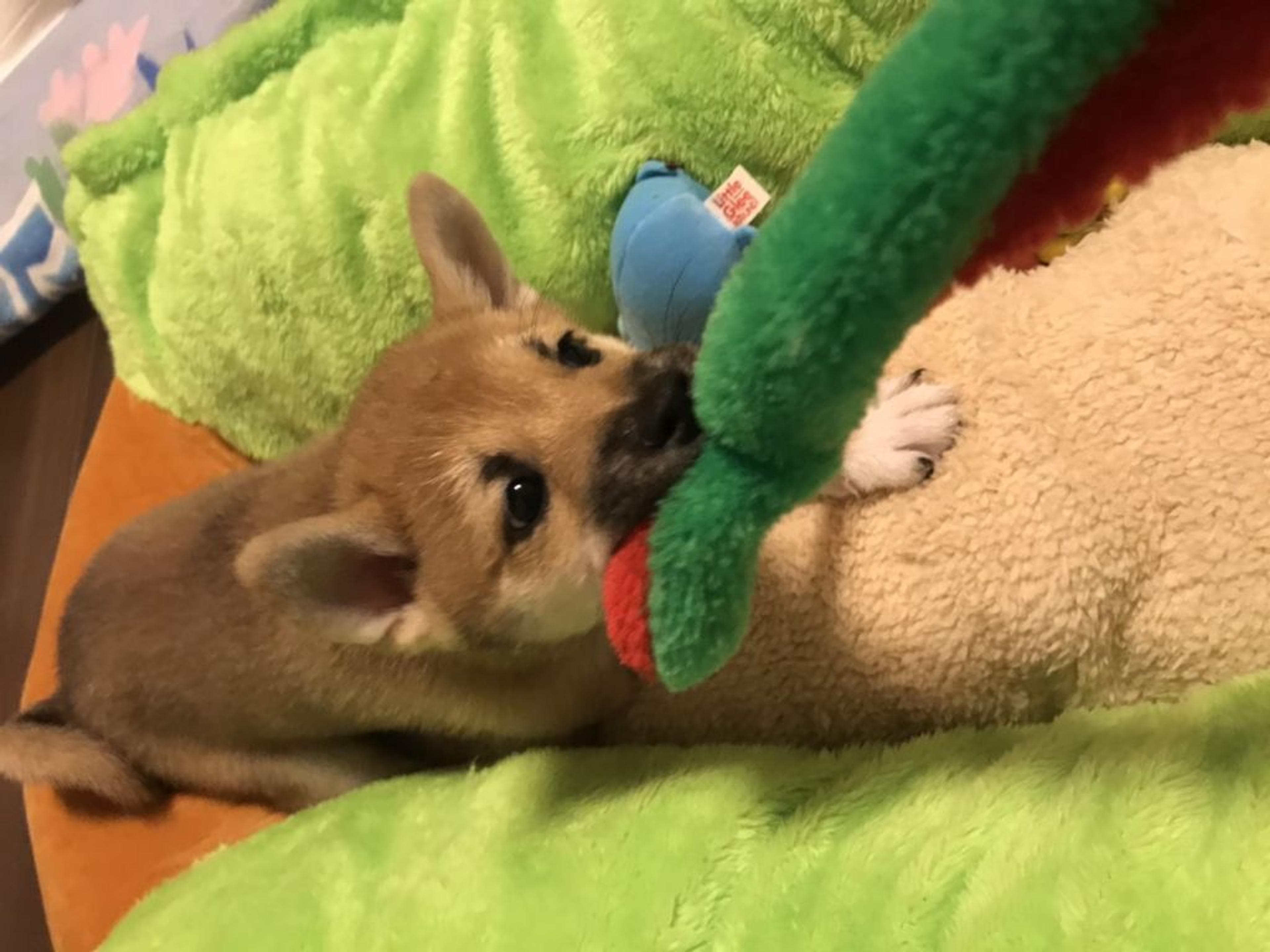 pet-image-4