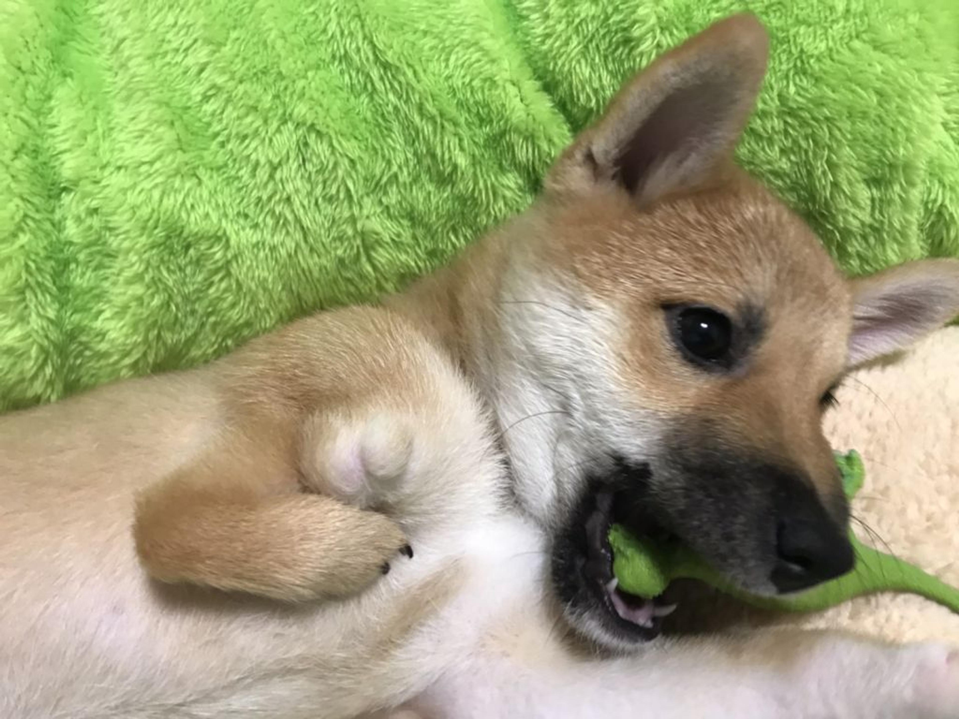 pet-image-5