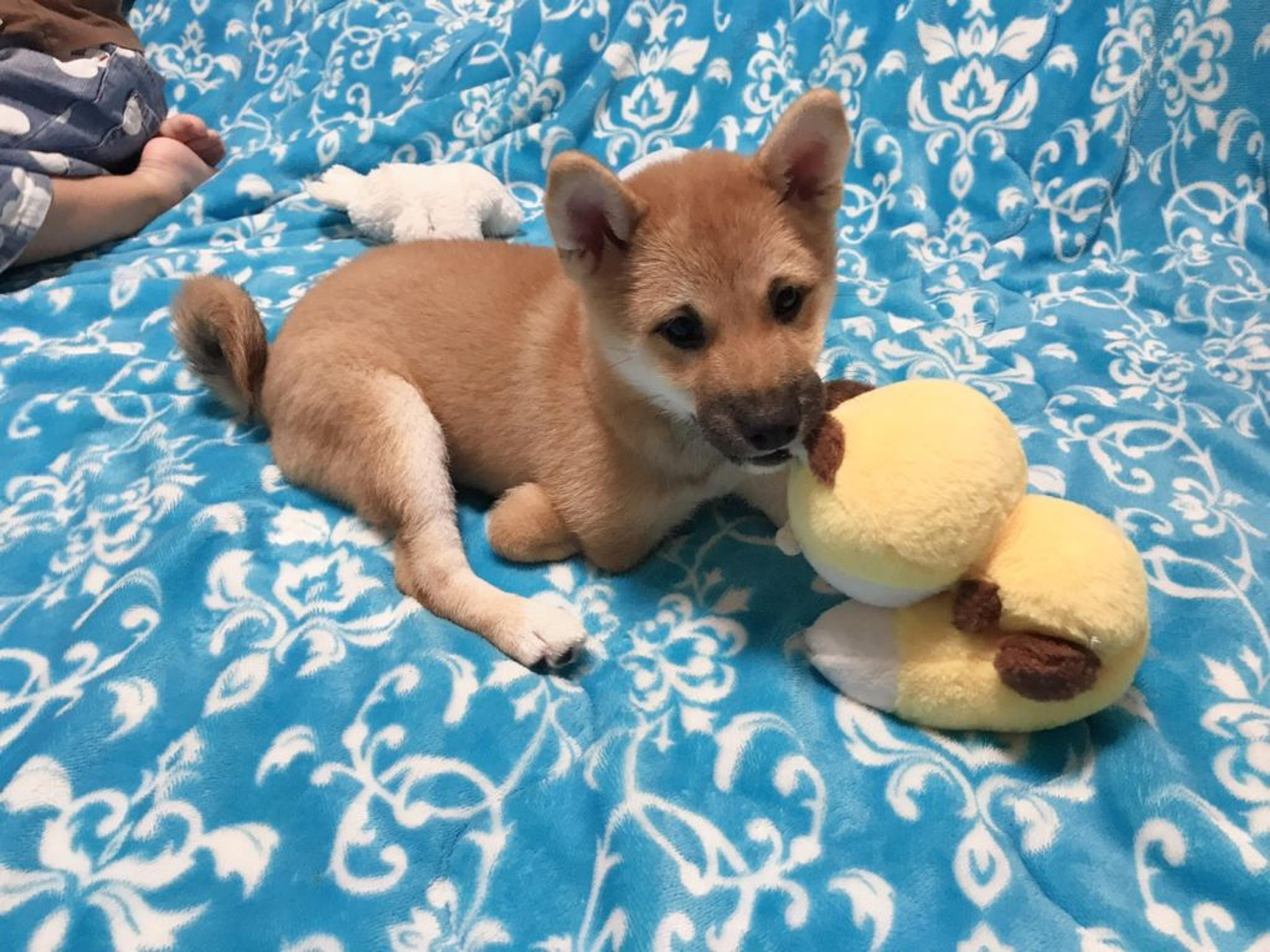 pet-image-6