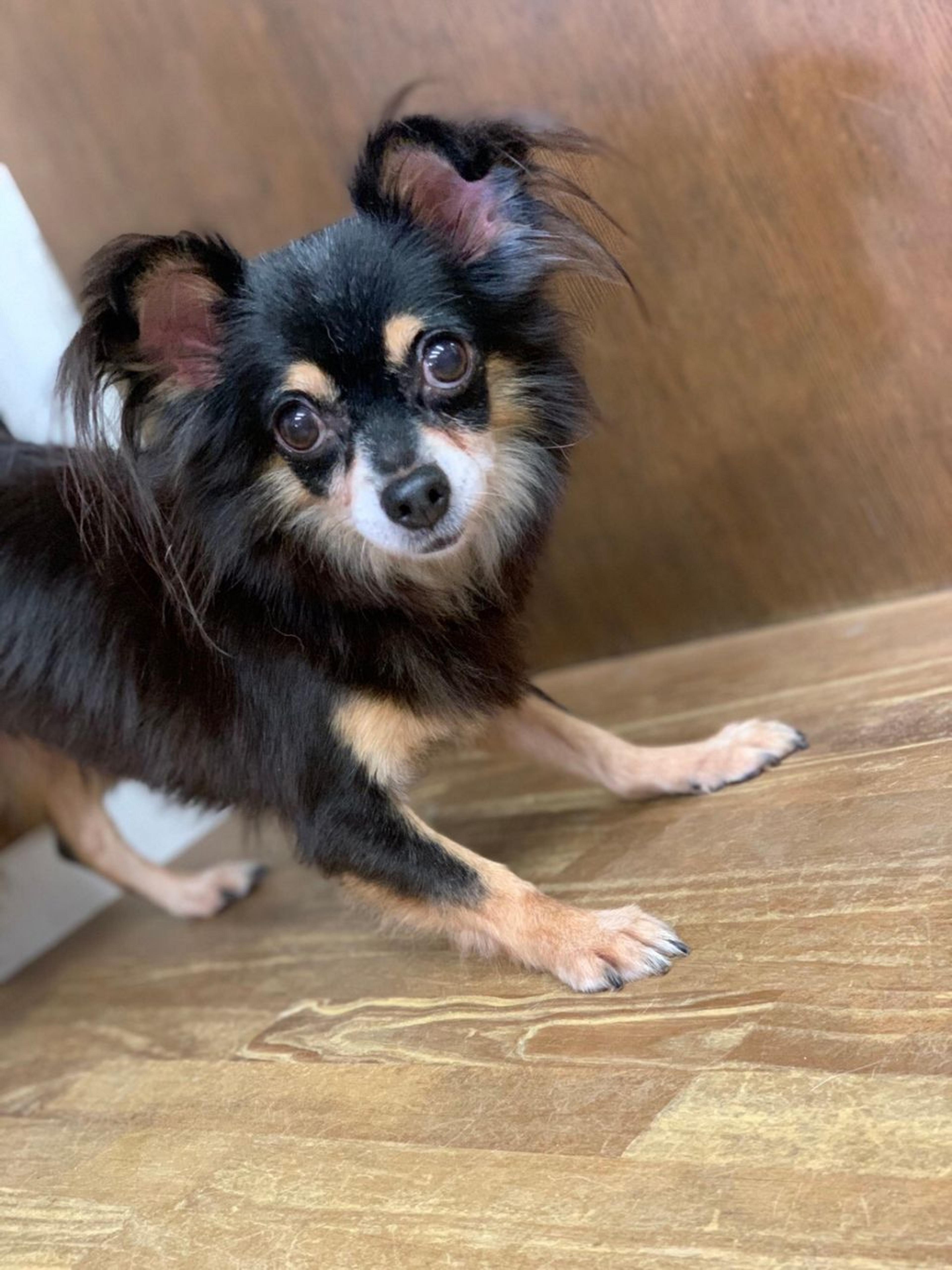 pet-image-2