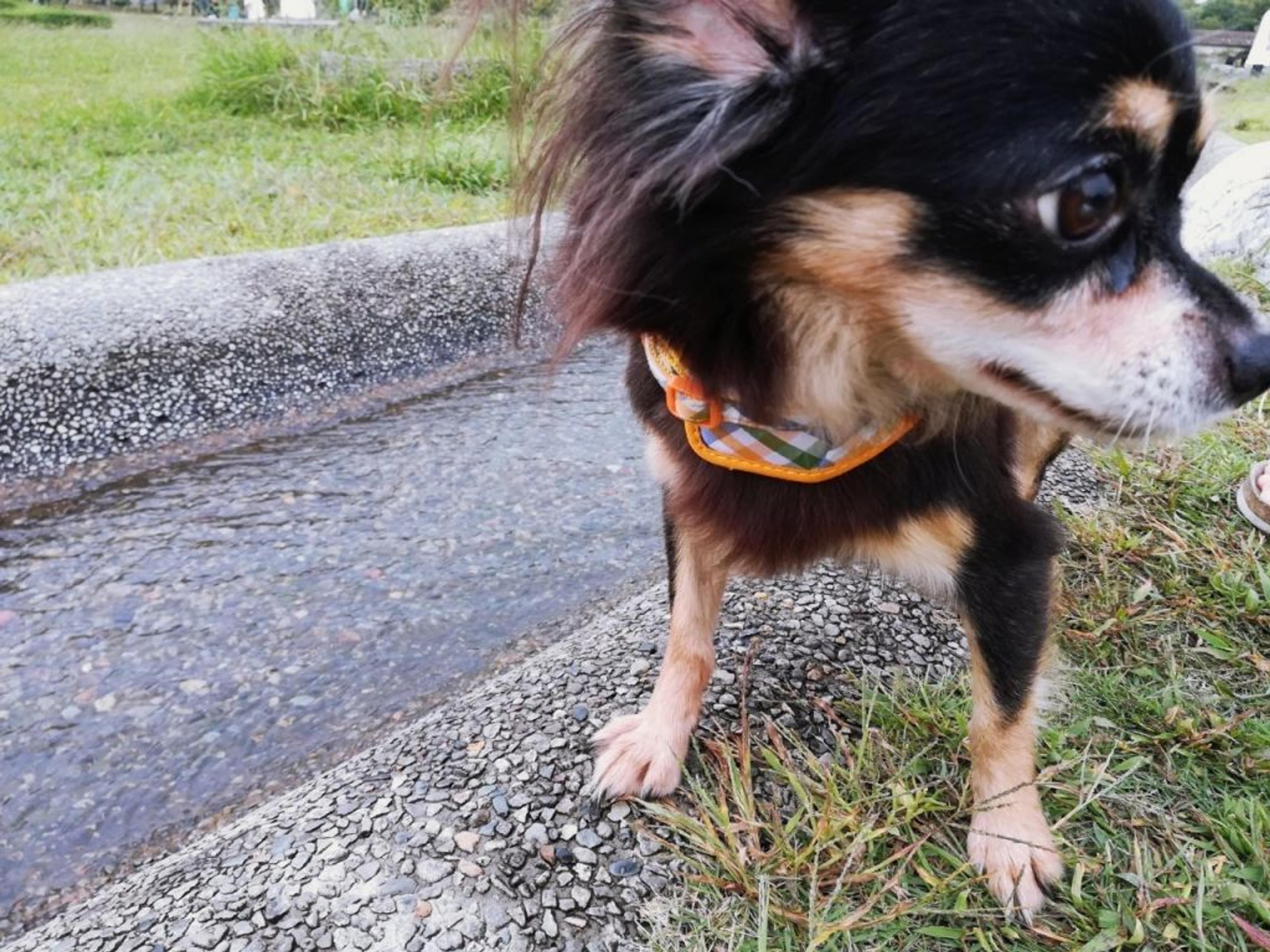 pet-image-3