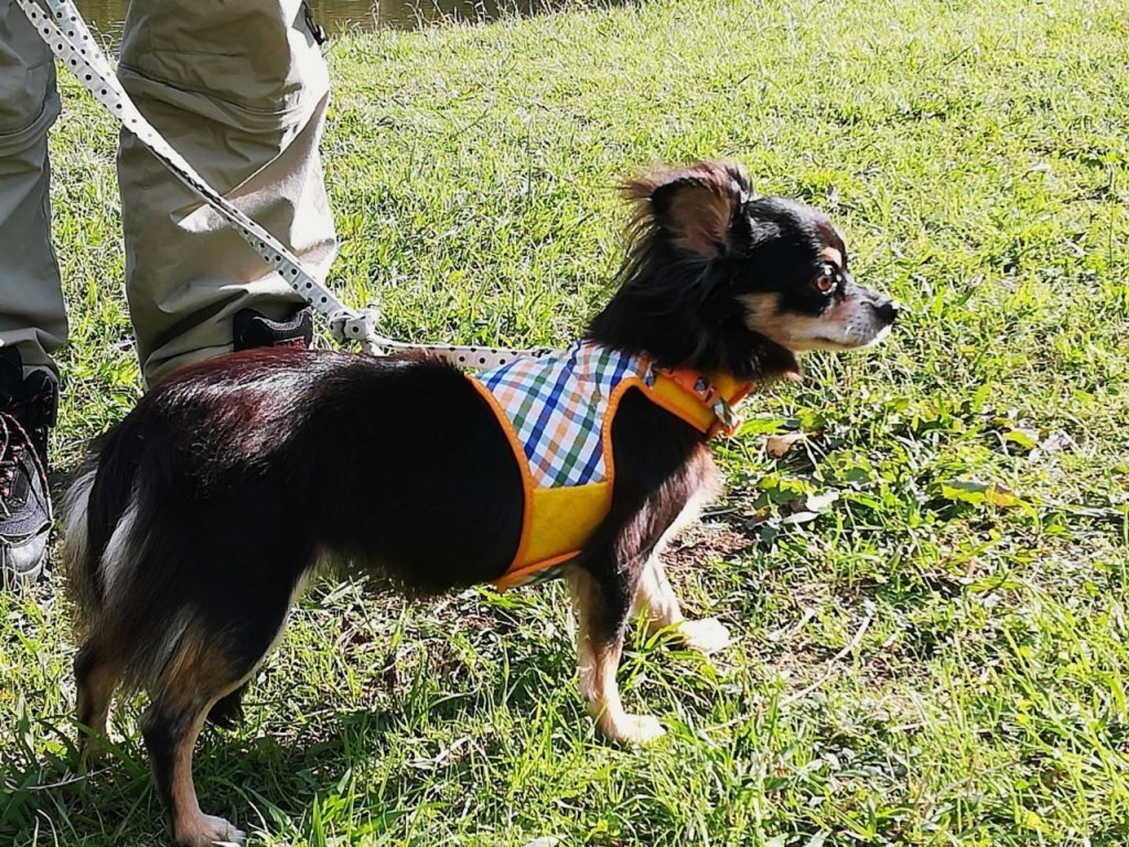 pet-image-4