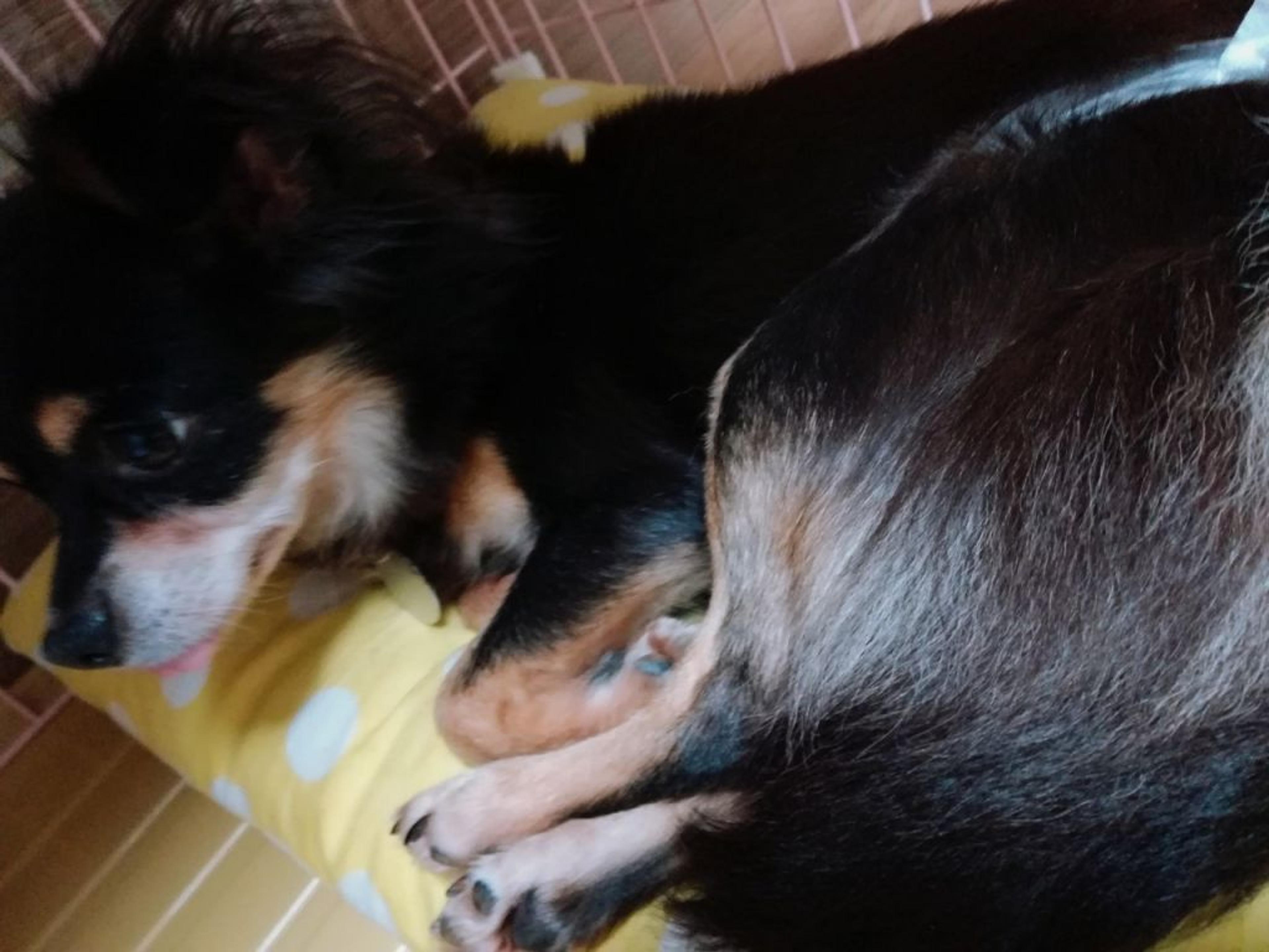 pet-image-5