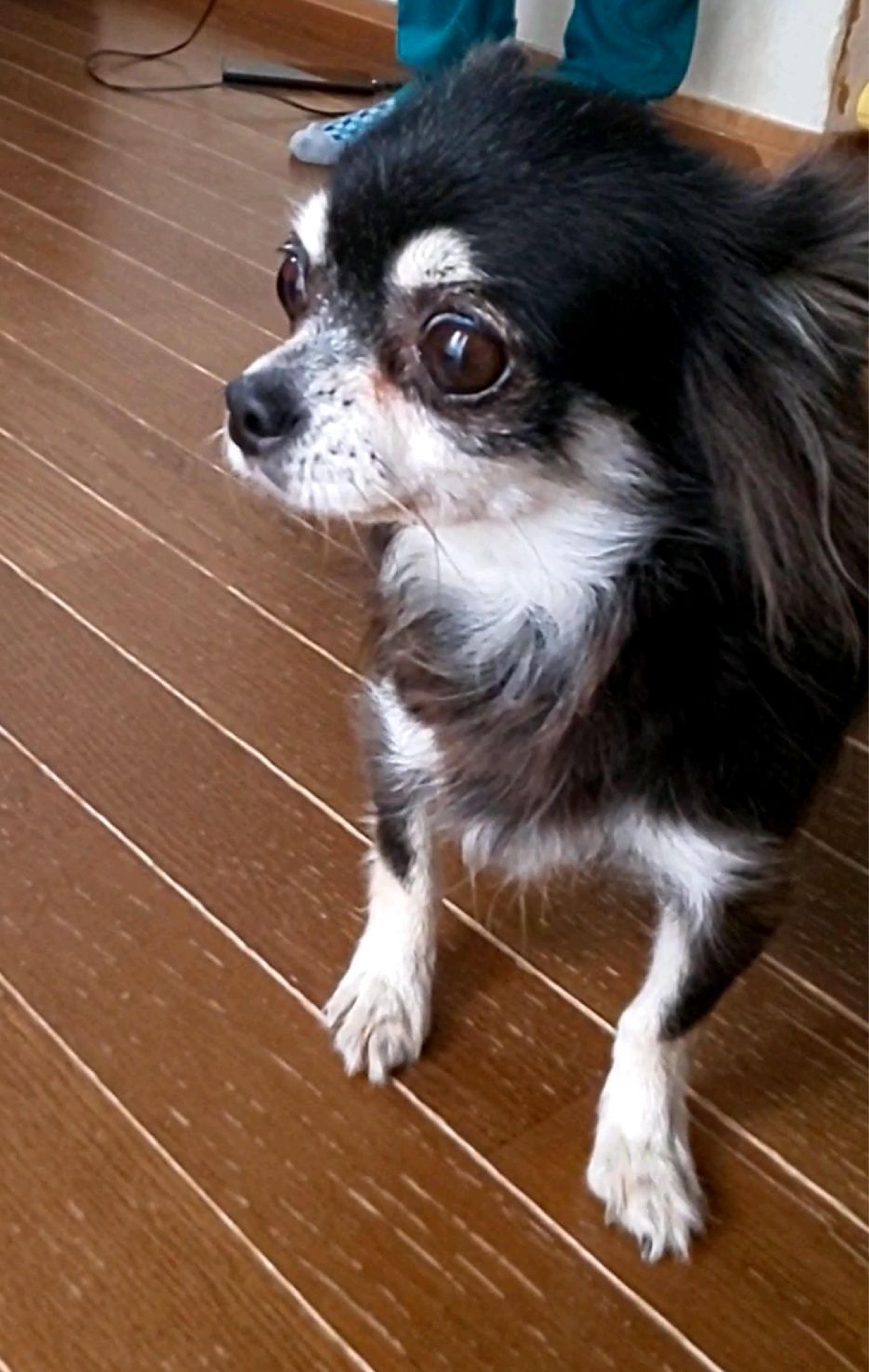 pet-image-2