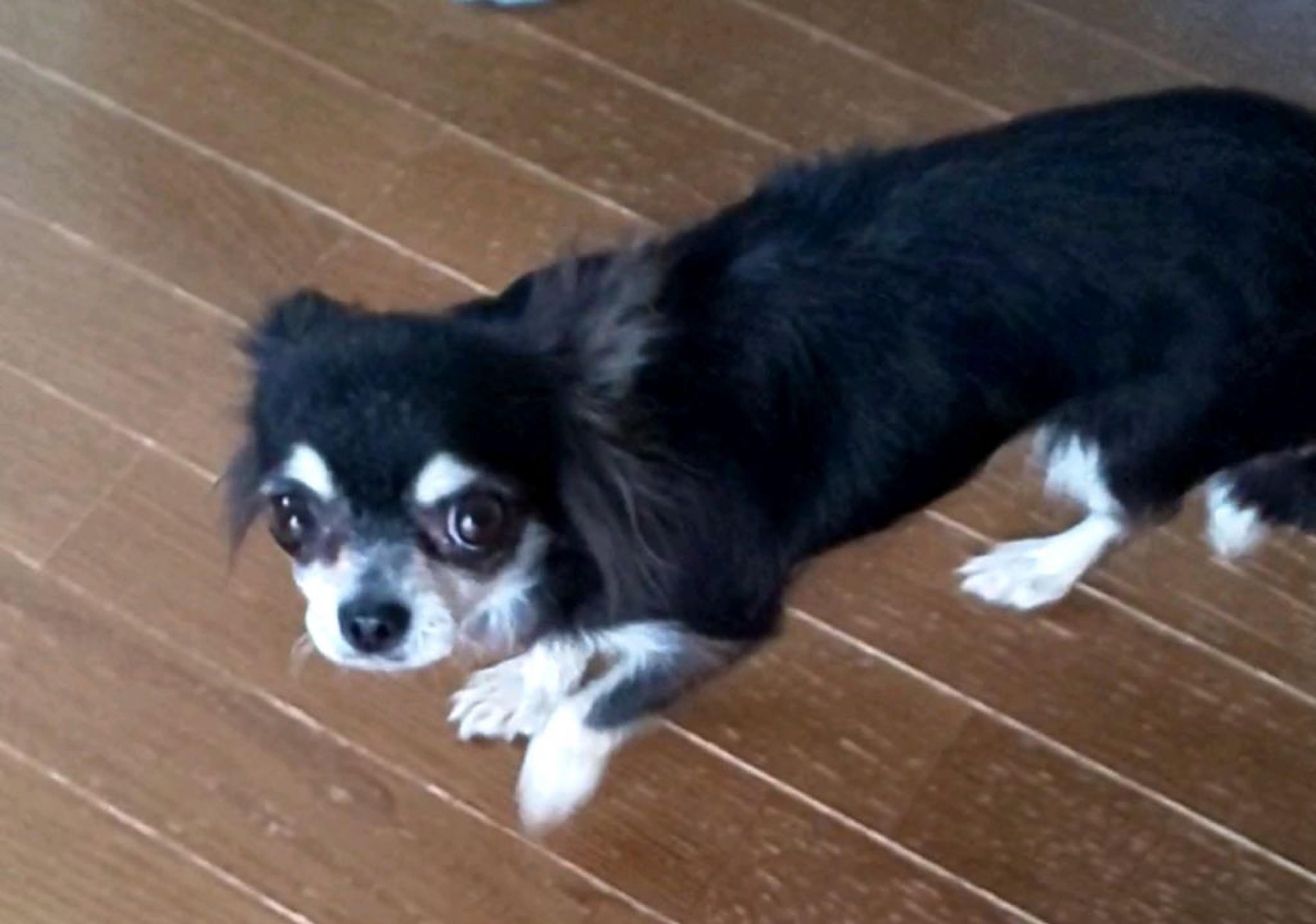 pet-image-3