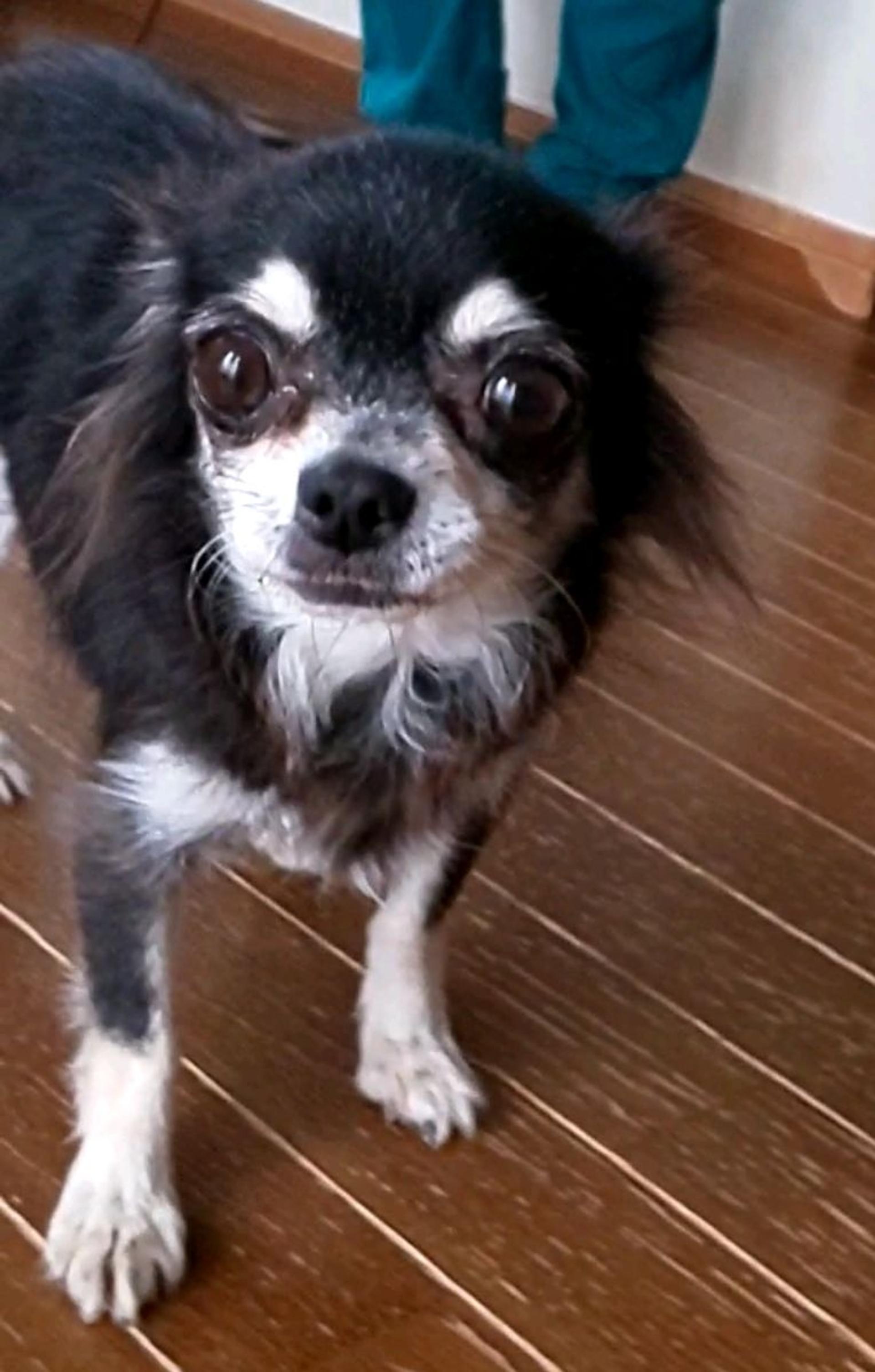 pet-image-4