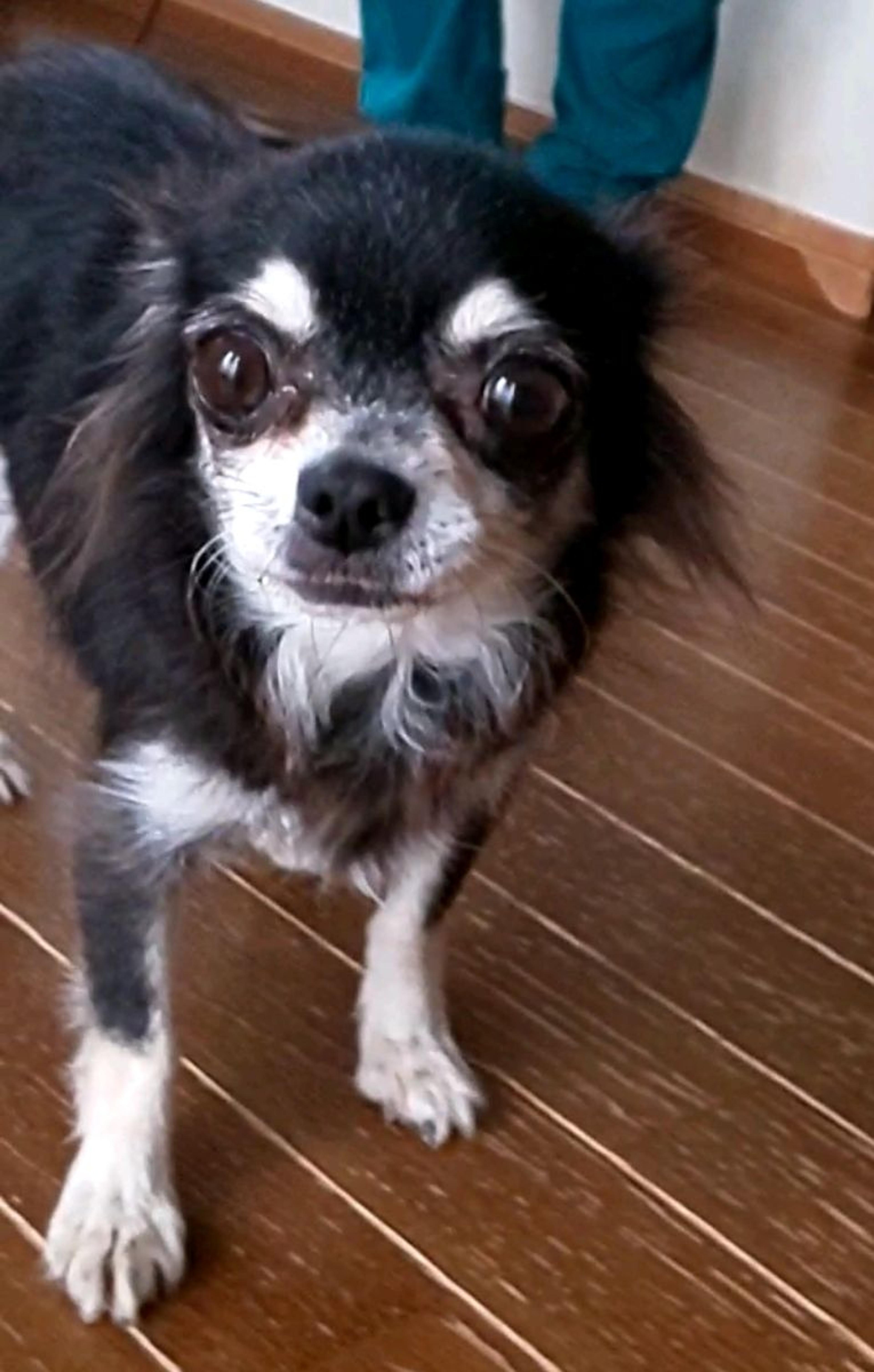 pet-image-4